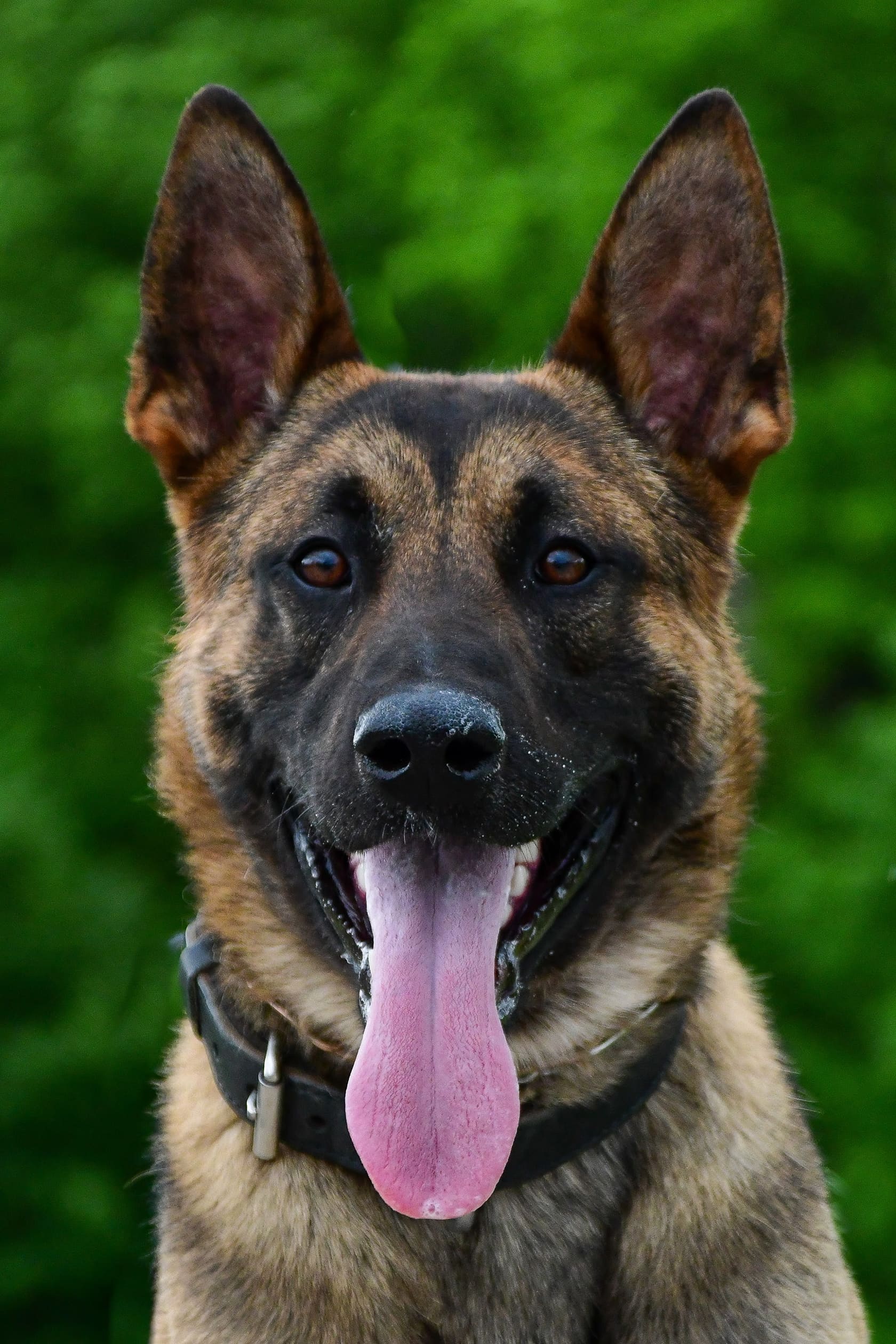 Close-up of a German Shepherd dog with its tongue out and ears upright against a blurry green background.