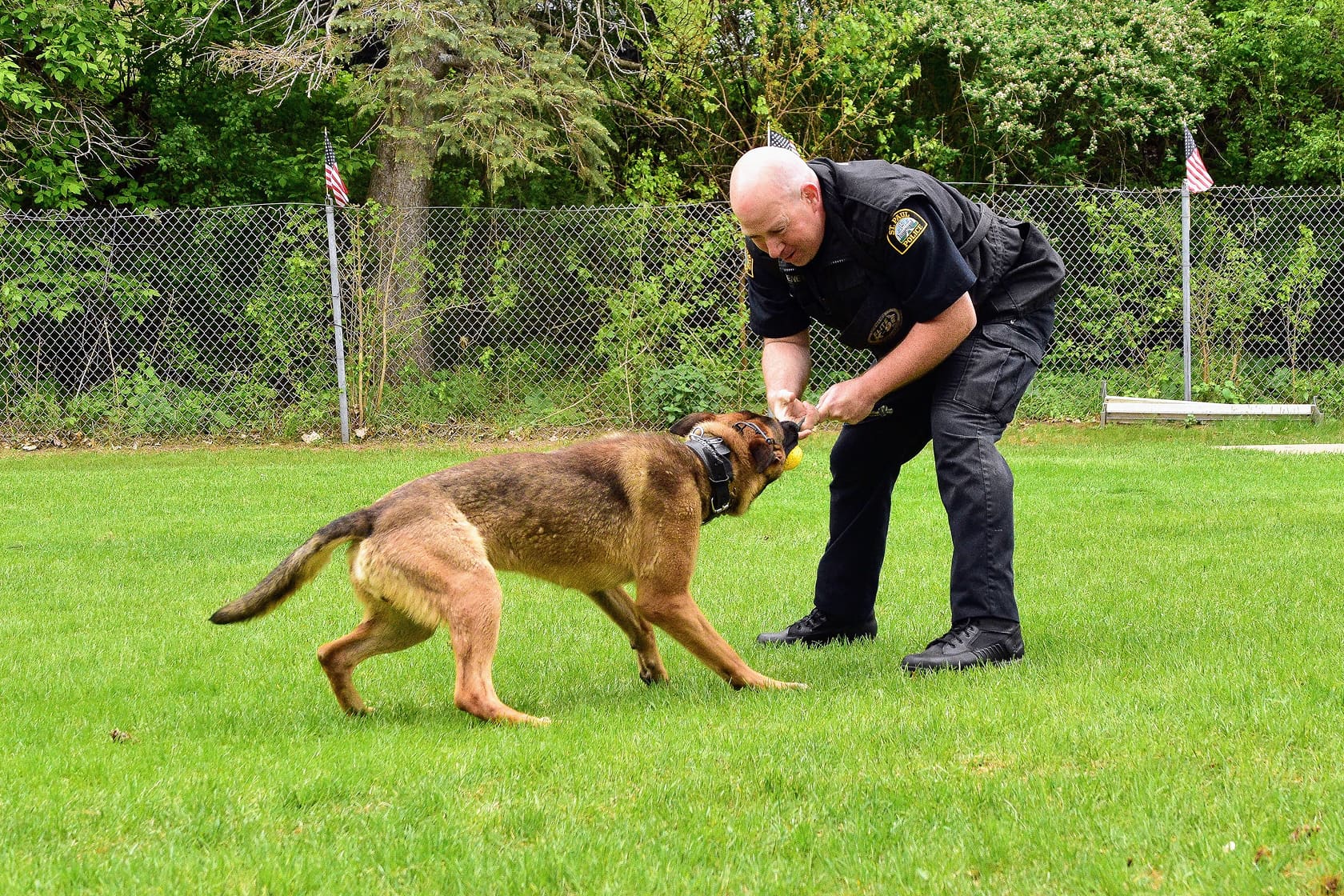 Police officer training with a German Shepherd dog on green grass in an outdoor fenced area.