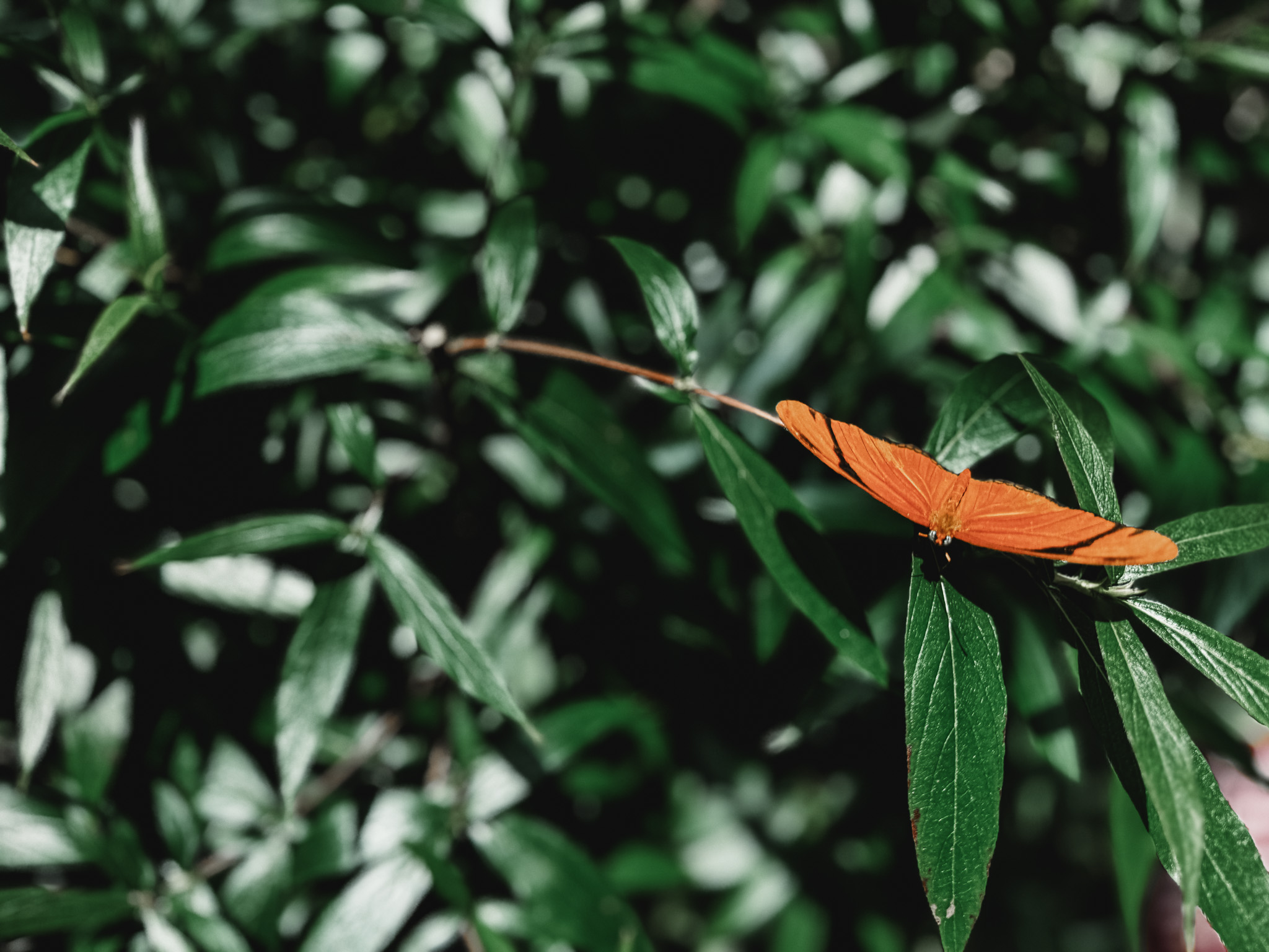 A Brand Above's photo of a beautiful orange butterfly sitting on some leaves