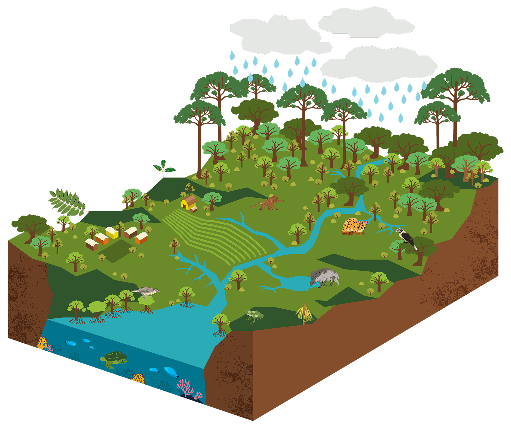 Illustrated cross-section of a forest ecosystem showing rainfall, trees, rivers, farmland, beehives, a hut, and various animals including a jaguar, anteater, bird, turtle, fish, and frog, depicting the interconnectedness of wildlife, water, and vegetation.