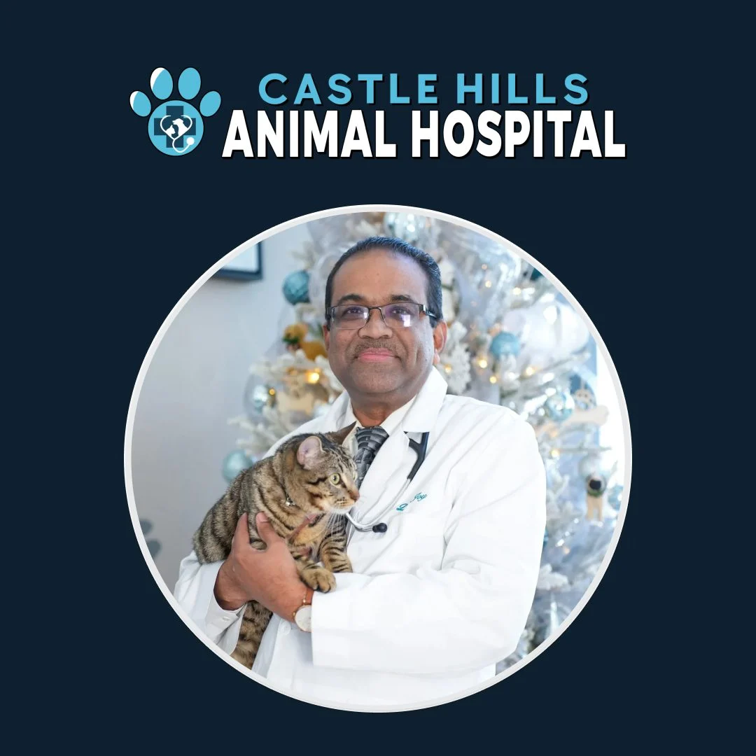 Castle Hills Animal Hospital