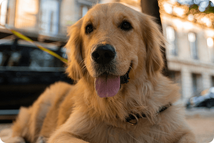 A golden retriever lying outdoors with its tongue out, representing a happy pet owner exploring Scratchpay alternatives.