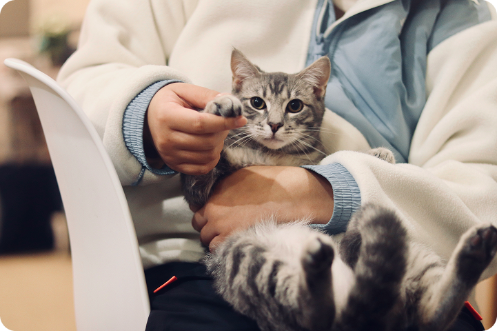 A person gently holds a cat during a veterinary visit, representing the use of veterinary practice management software.