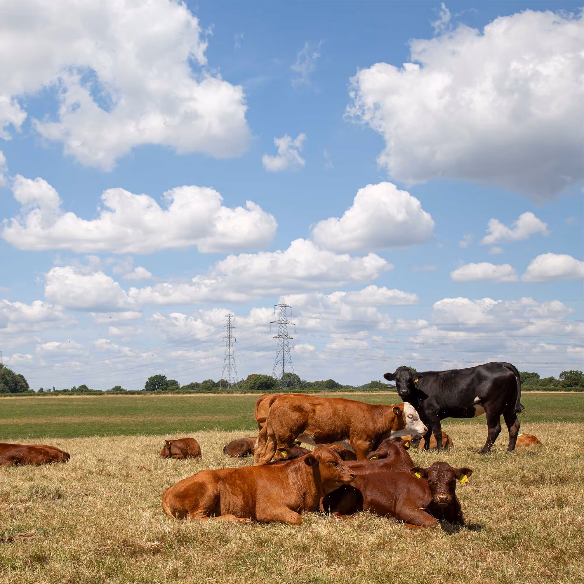 Cows resting and standing in a grassy field under a blue sky with scattered clouds.