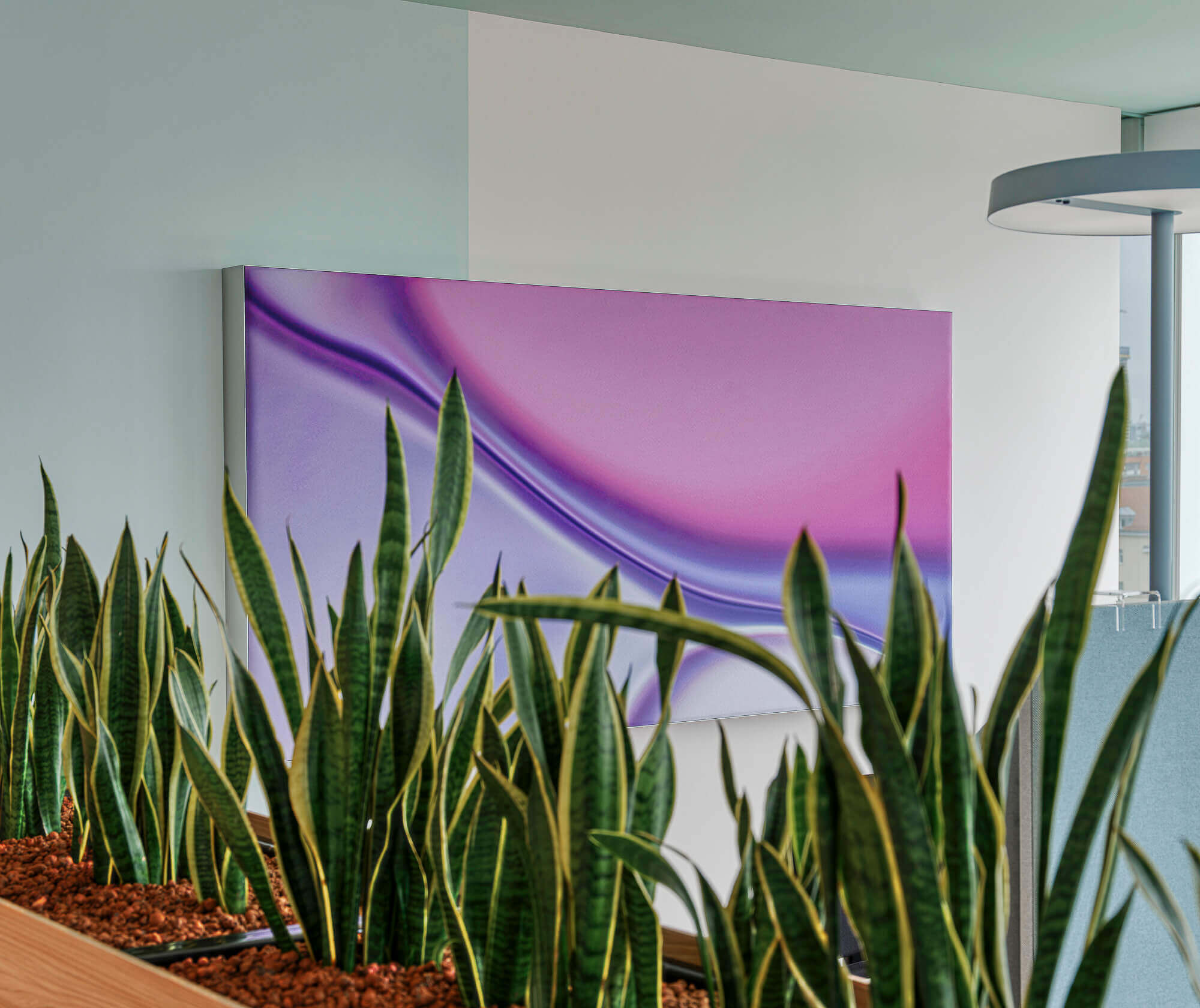 Pflanzen umgeben von lila/rosa farbenen Bild