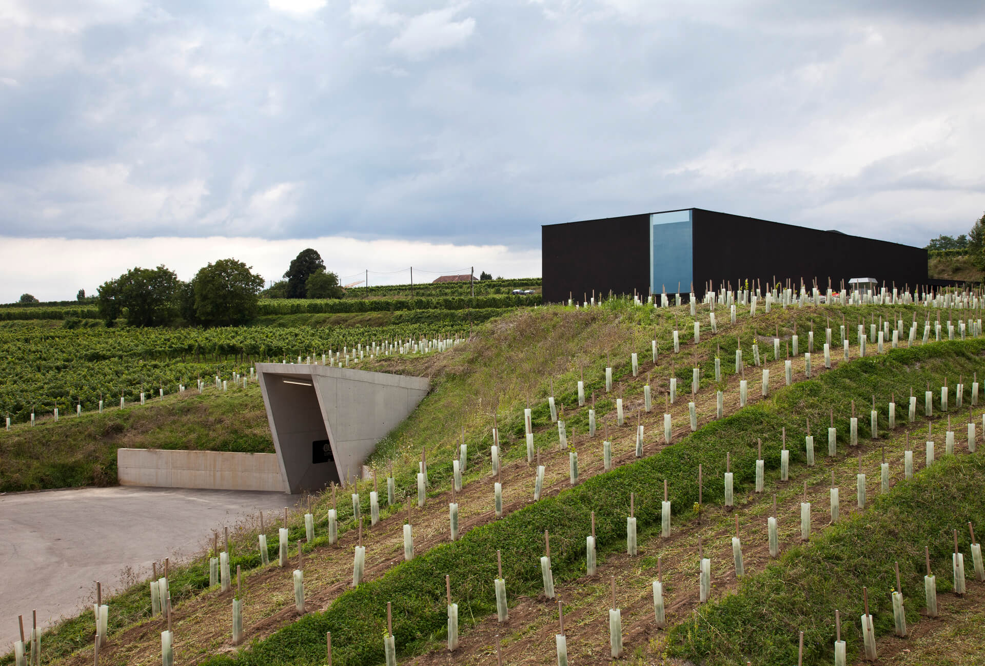 Loimer Weingarten oberhalb Haus