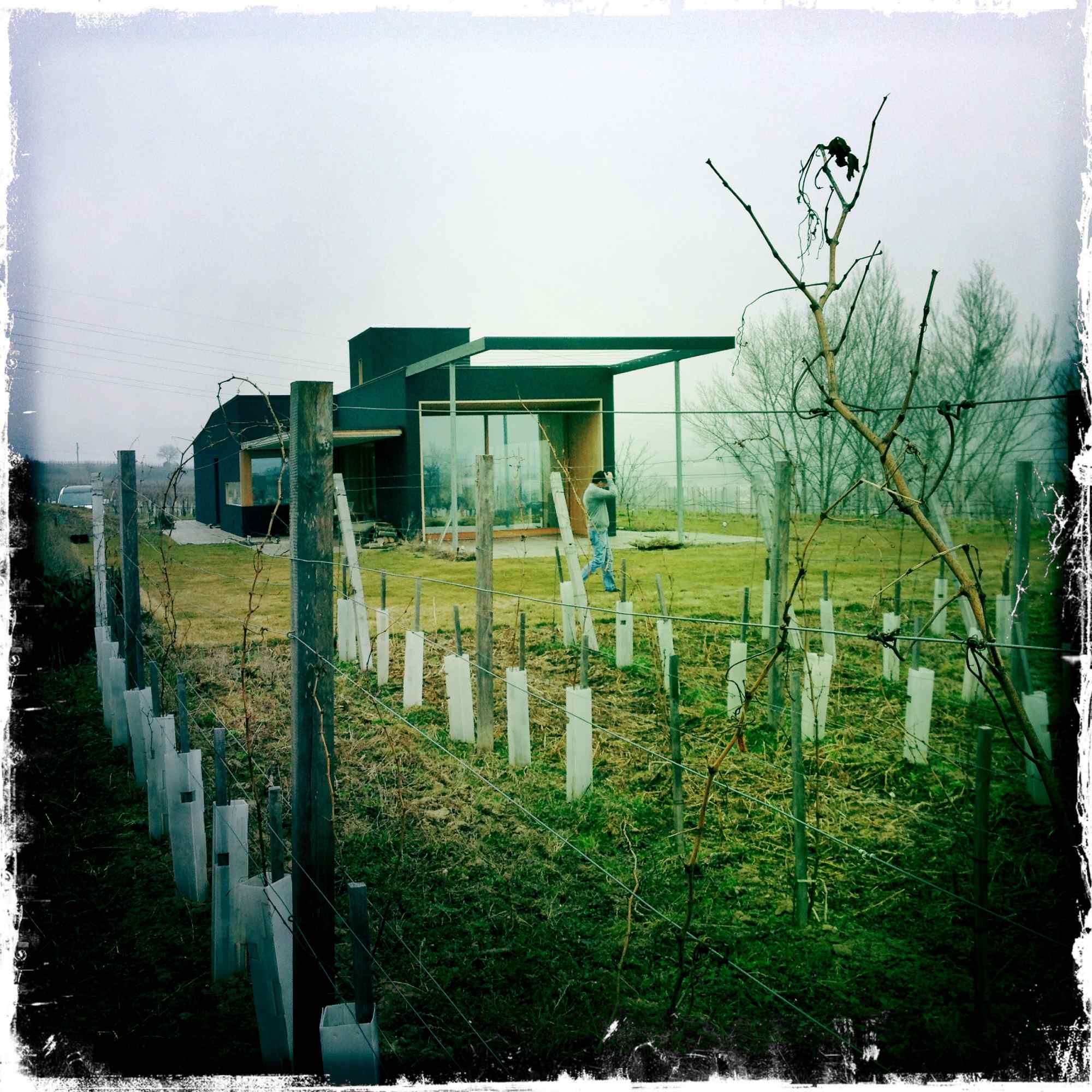 Gartenansicht mit Blick auf modernes Wohnhaus und Rebzeilen