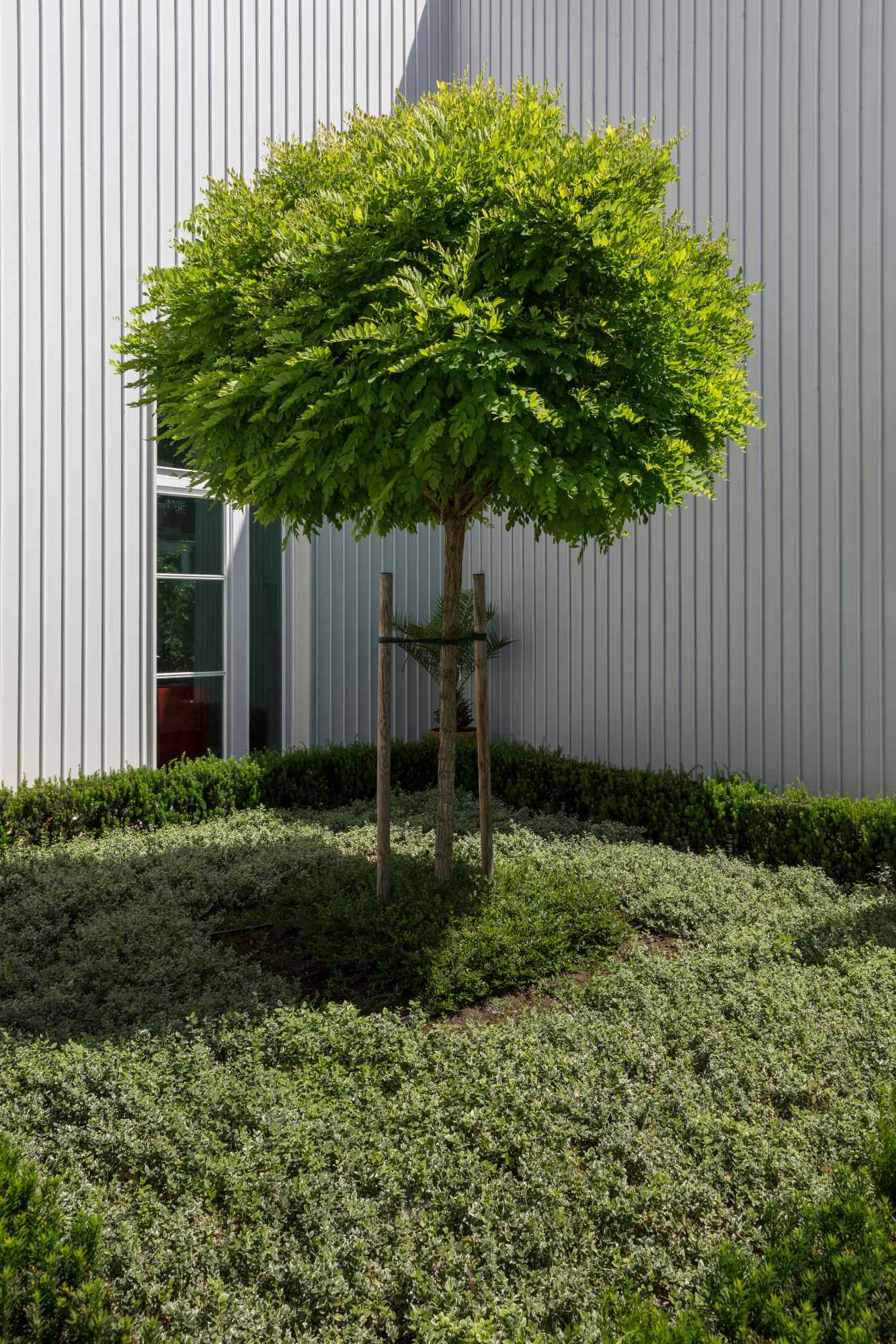 Ziergehölz in Beet eingefasst vor weißer Wand