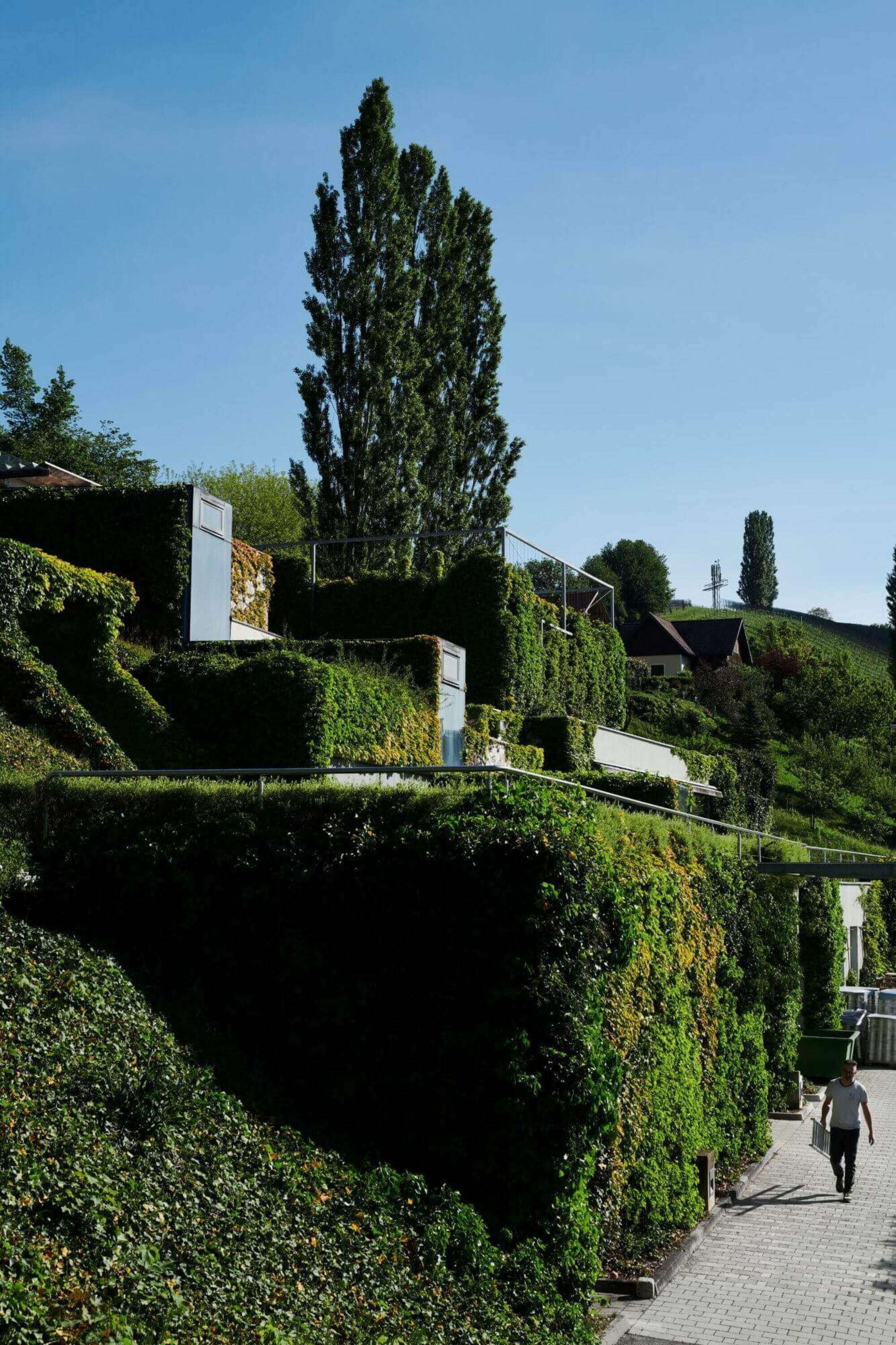 Außenansicht mit Weinreben und Hecken.