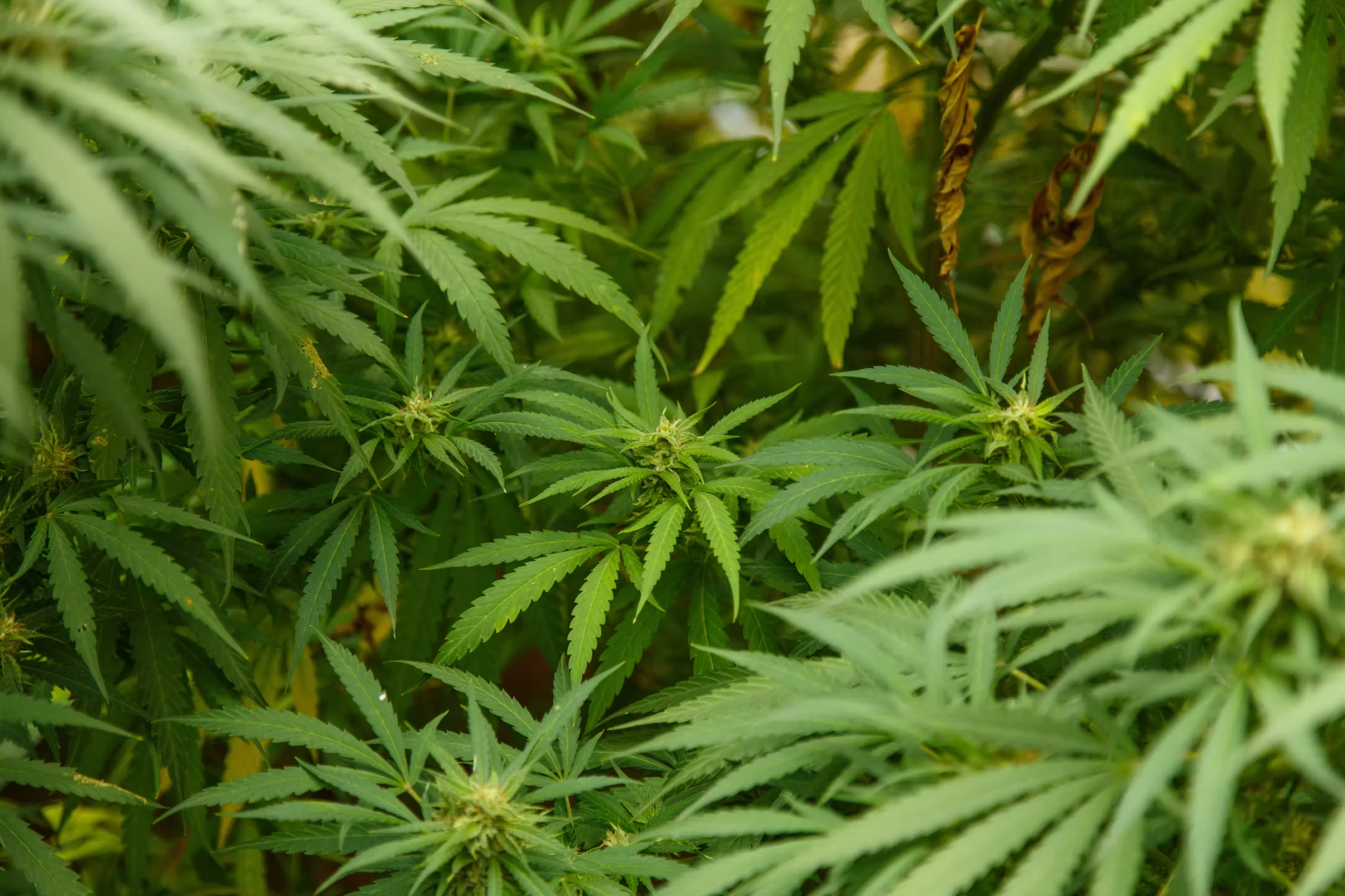 Cannabispflanze in der Natur, die für die medizinische Cannabistherapie bei Schmerzen steht.