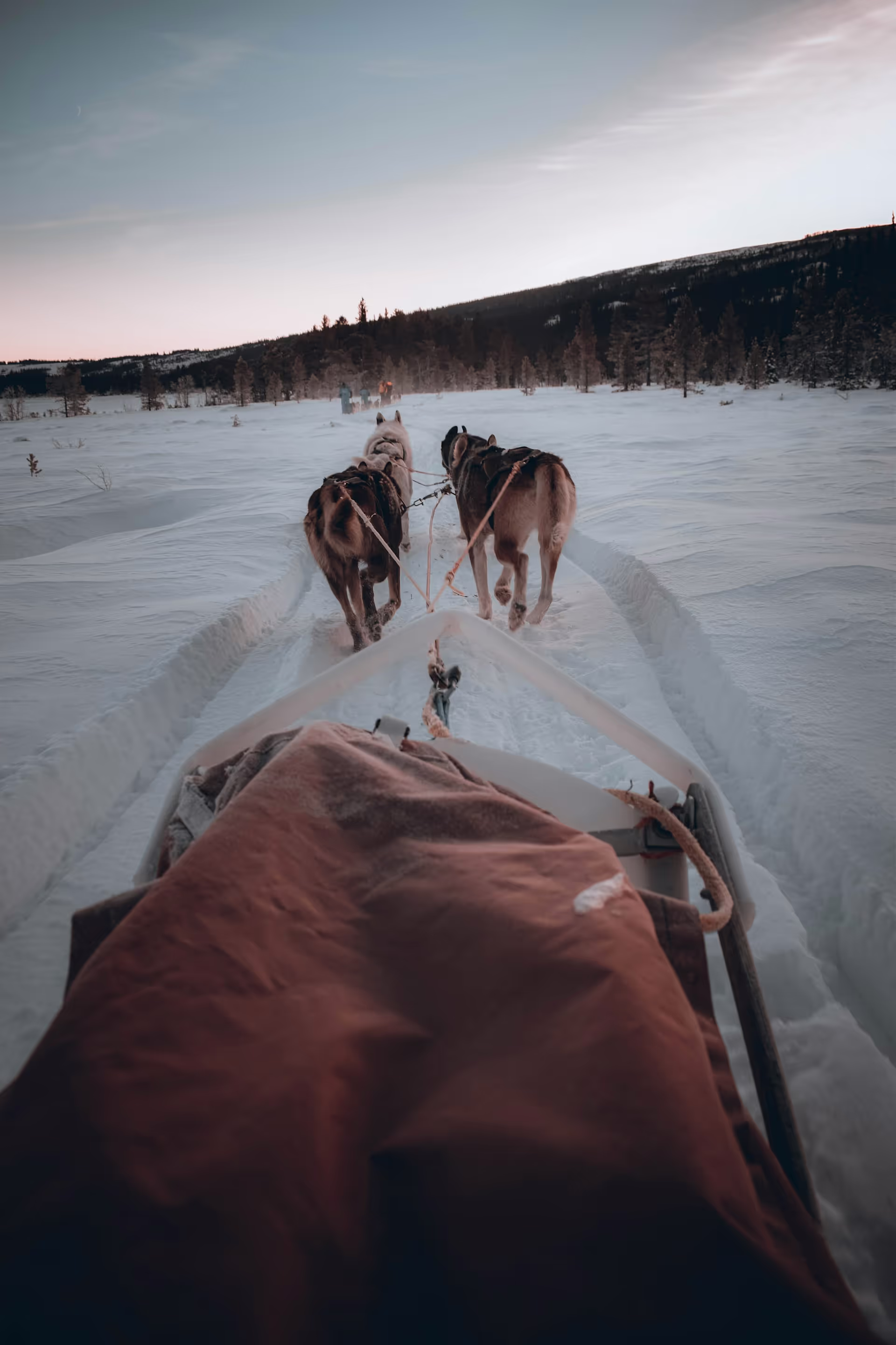 Husky