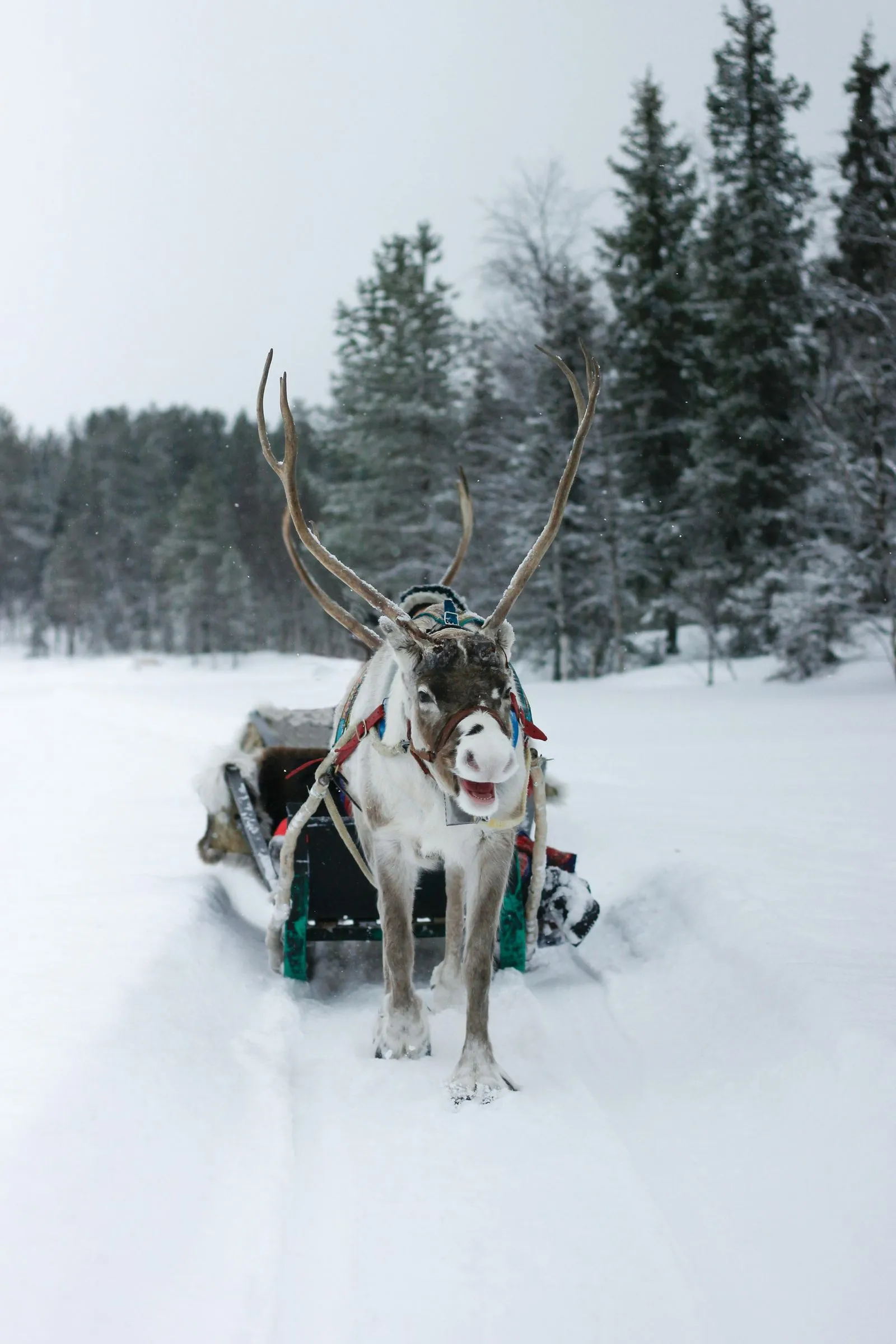 Reindeer