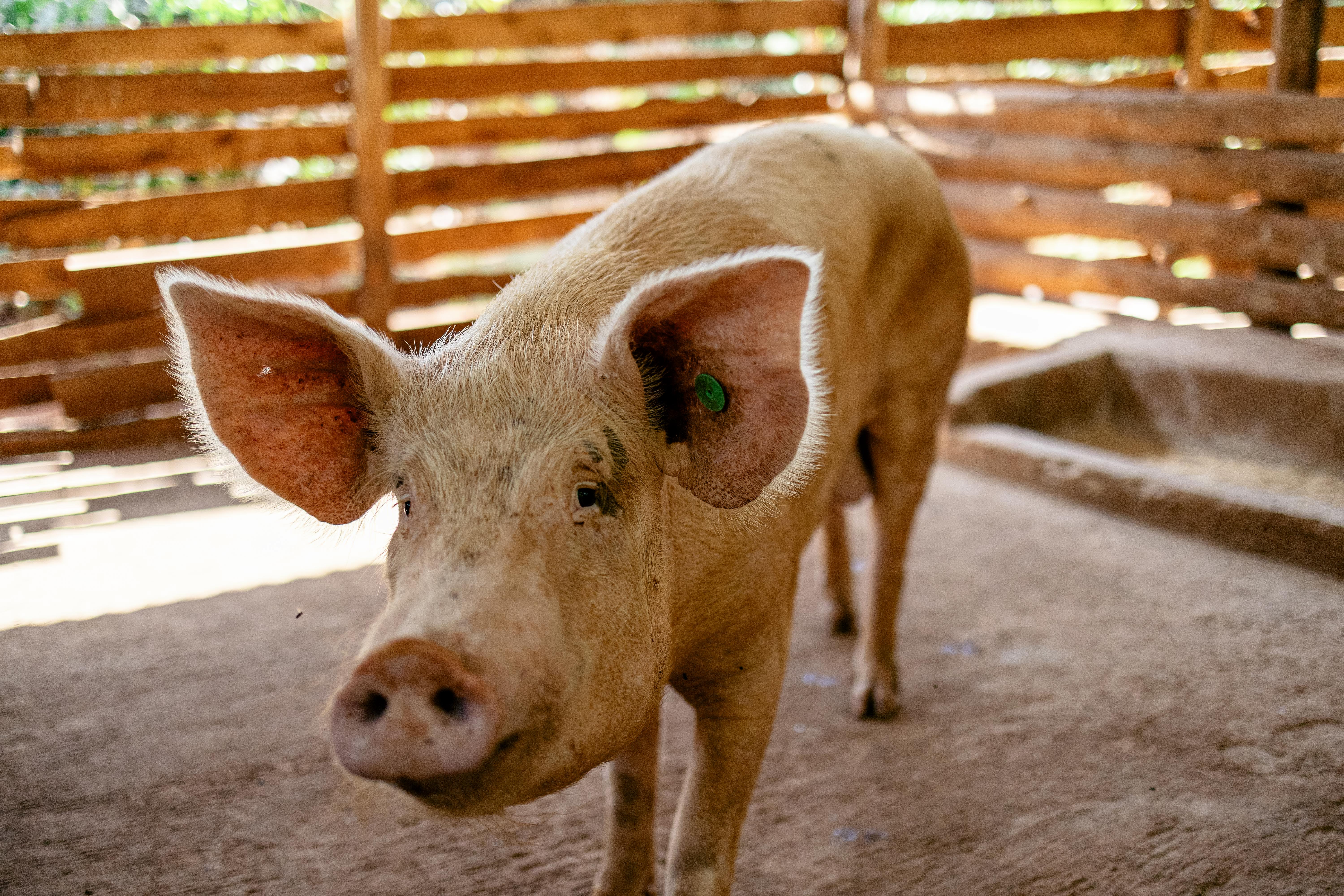 AAA Farms Joins Forces with ILRI to Shape the Future of Pig Farming in Uganda