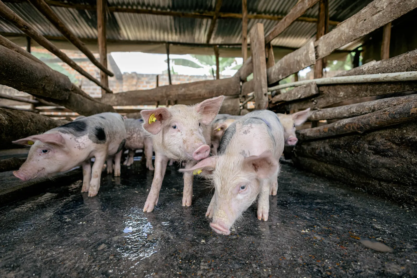 New Beginnings at AAA Farms: 132 Piglets from Our Grandparent and F1 Stock!