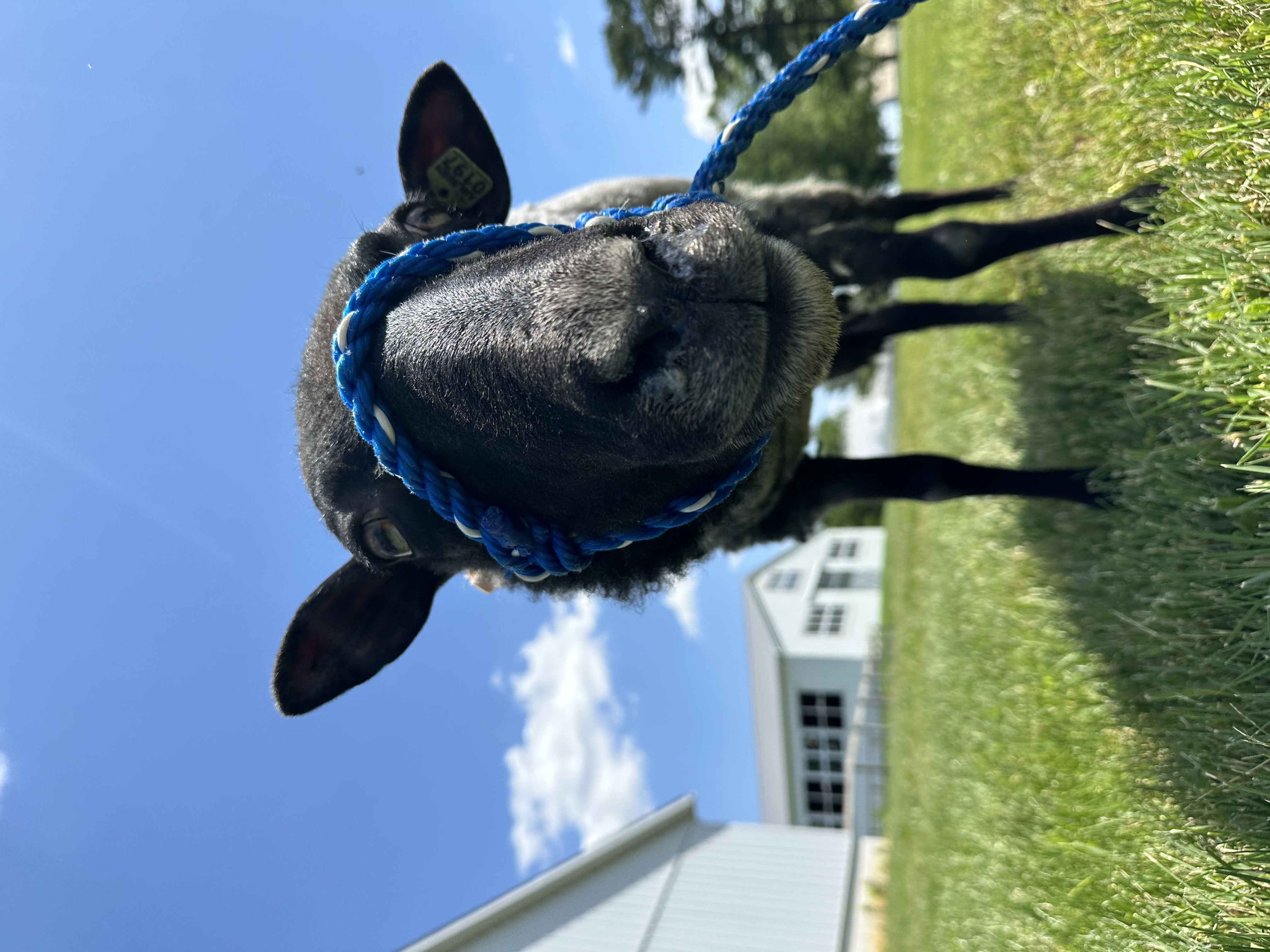 image of animal training sessions