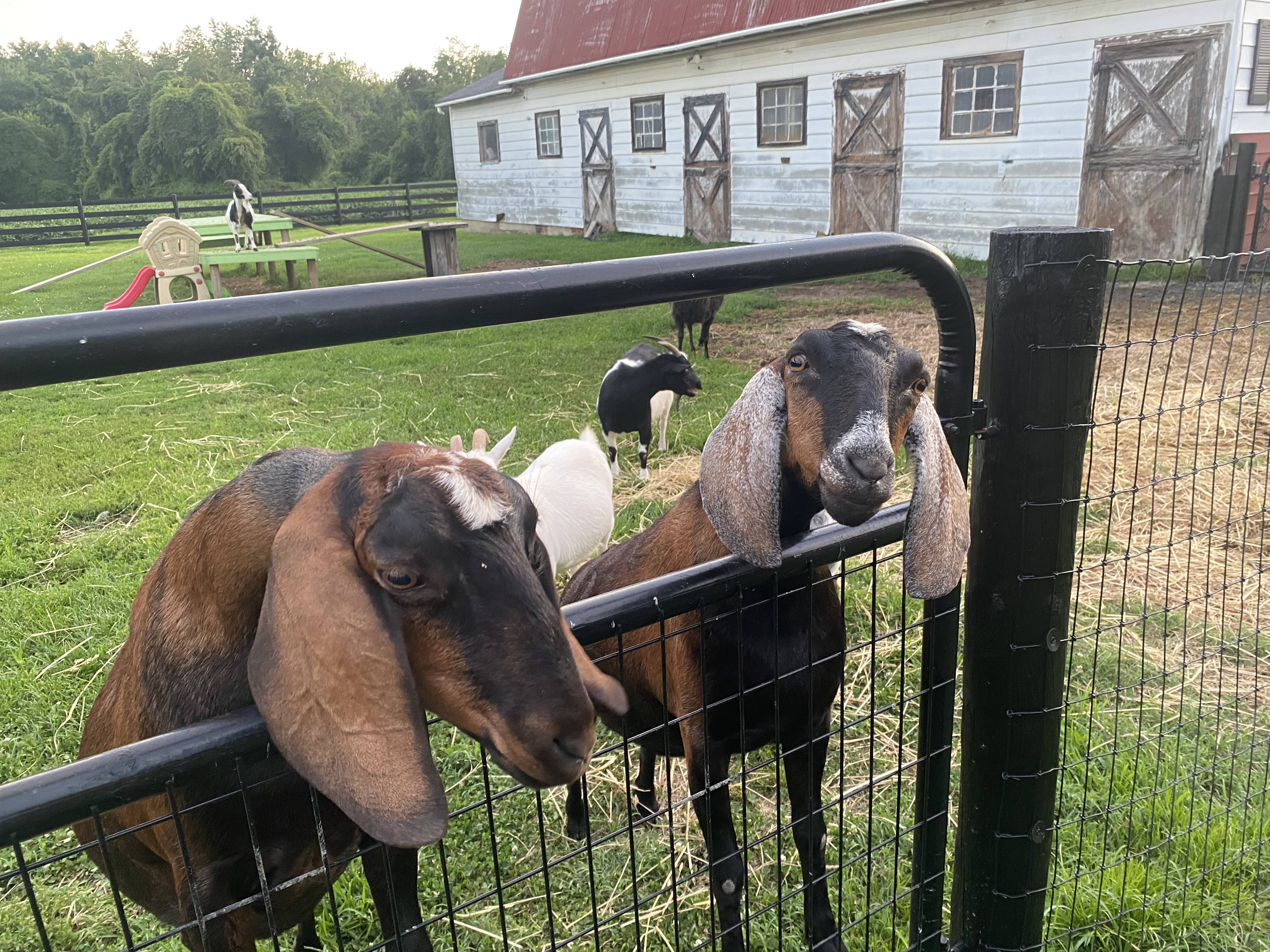 [background image] of a busy pet store environment
