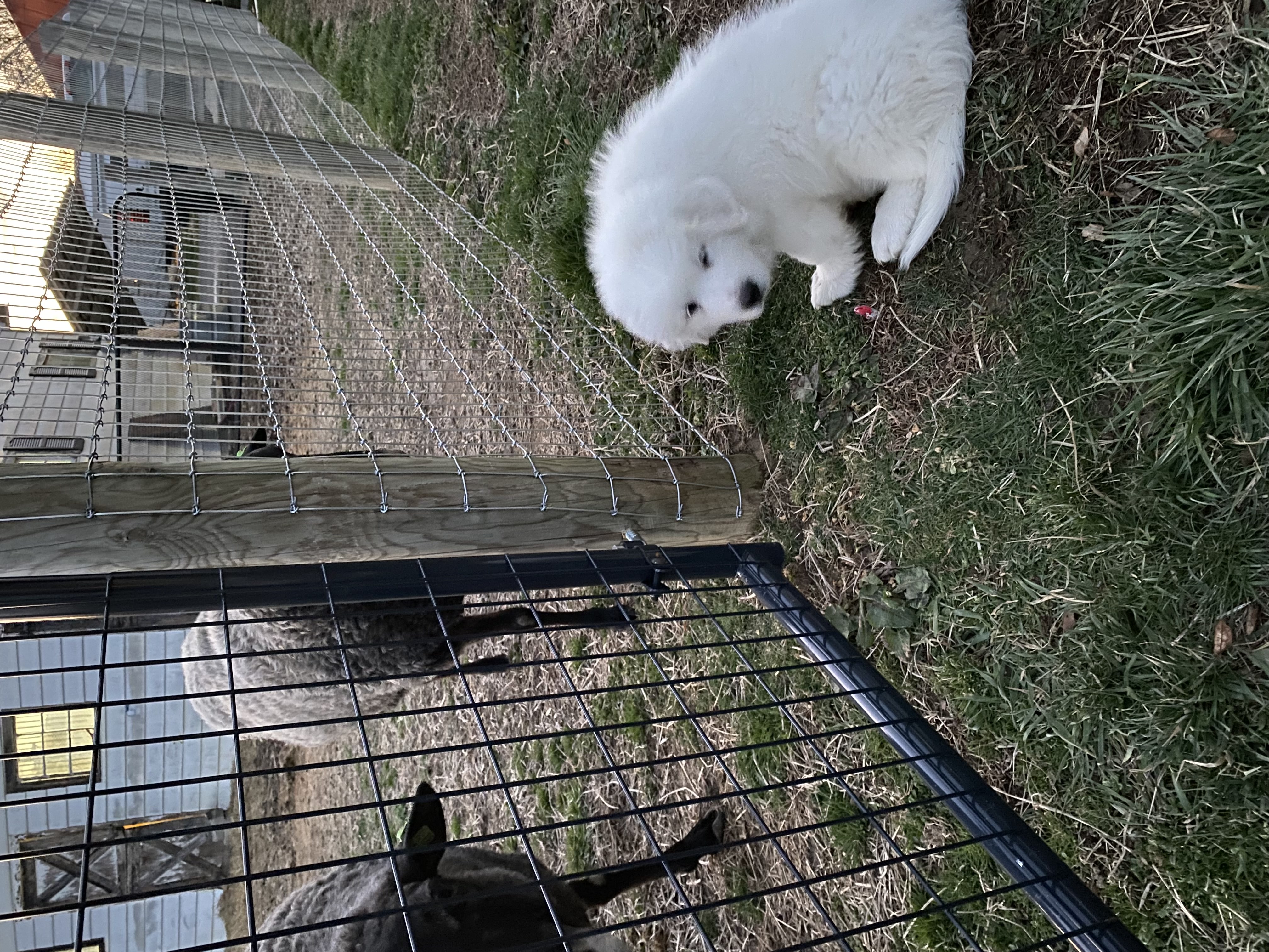 [background image] of a busy pet store environment
