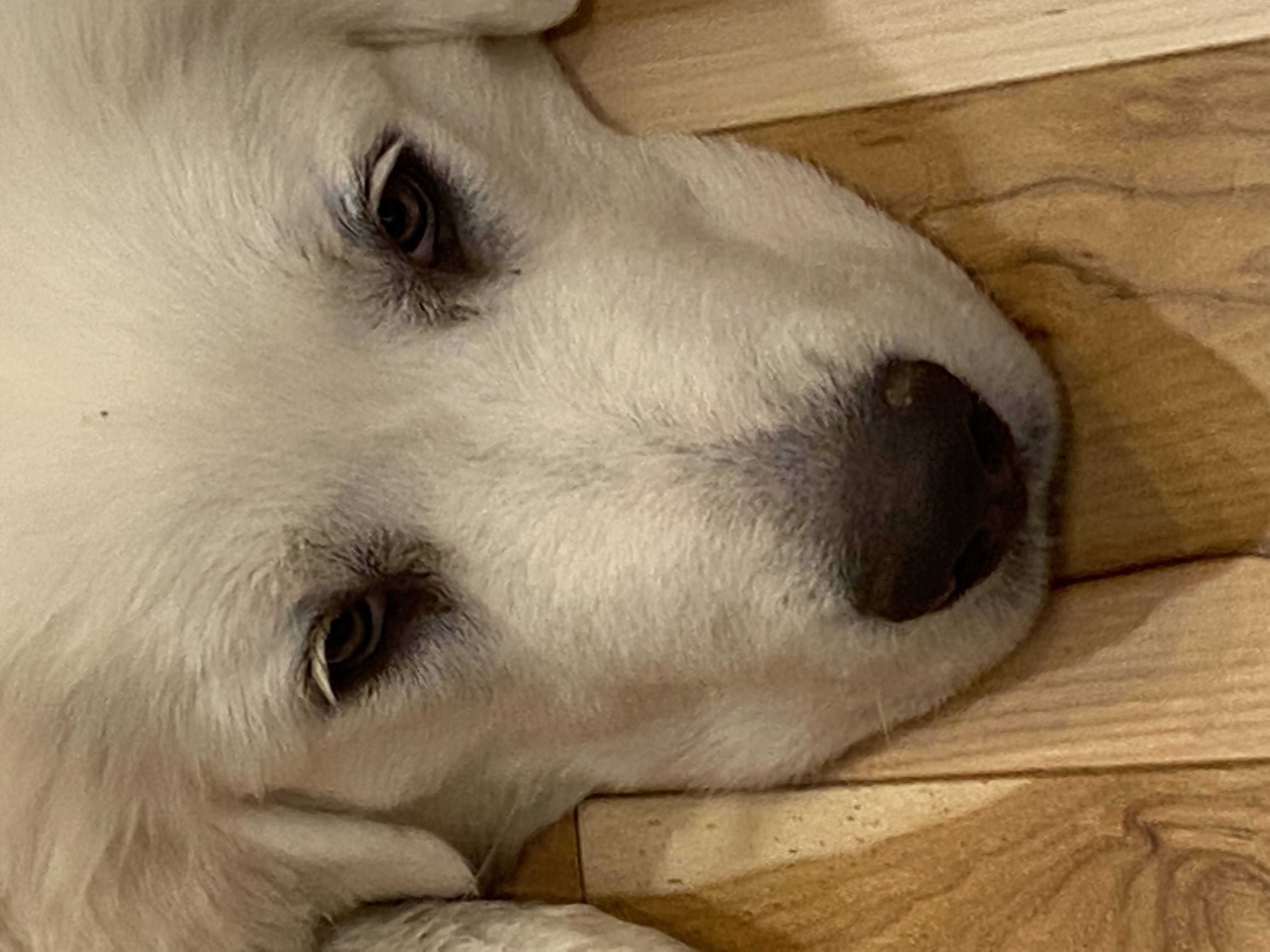 image of various pet food brands on shelves