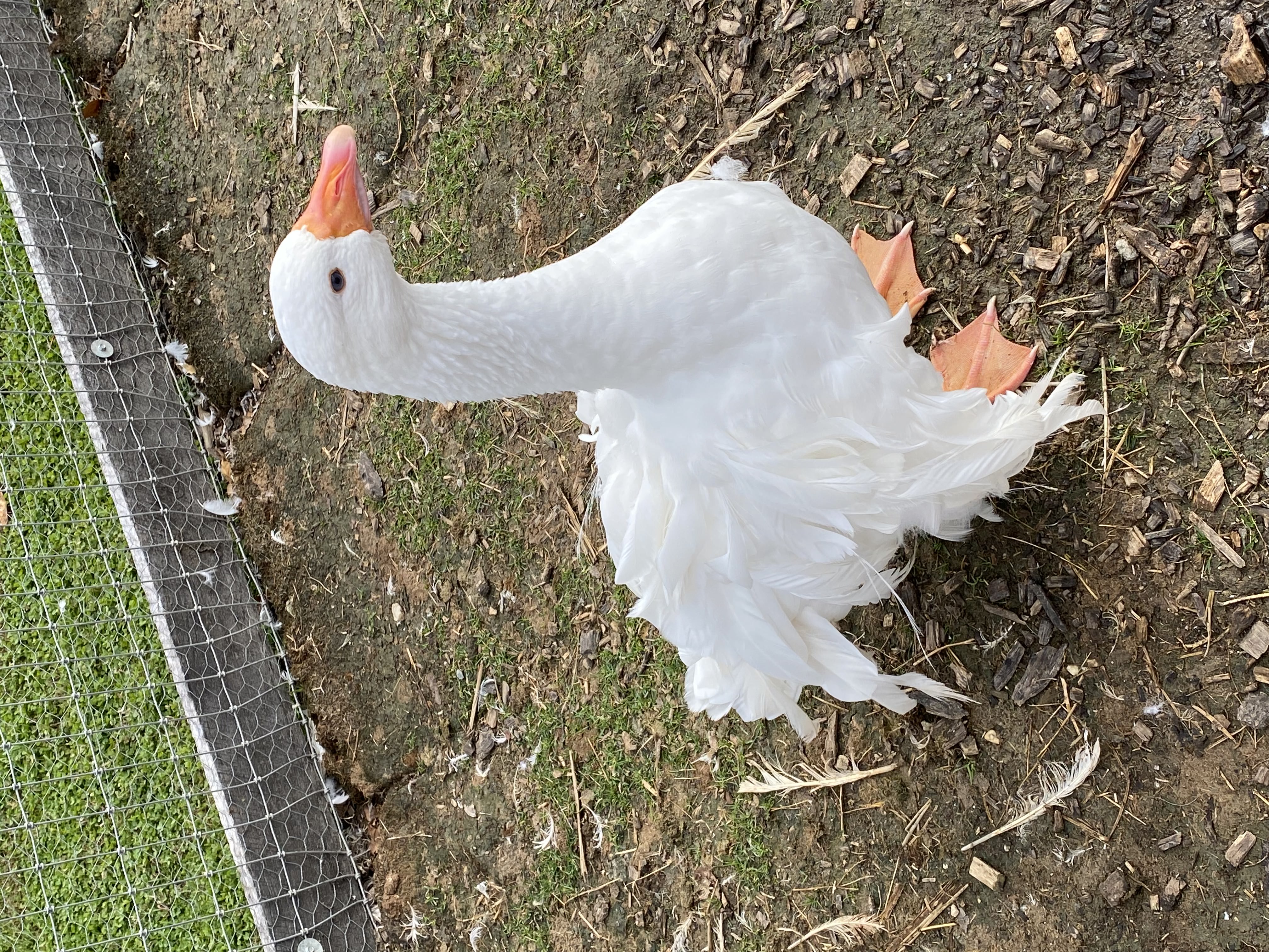 image of popular dog toy products (for a pet store)