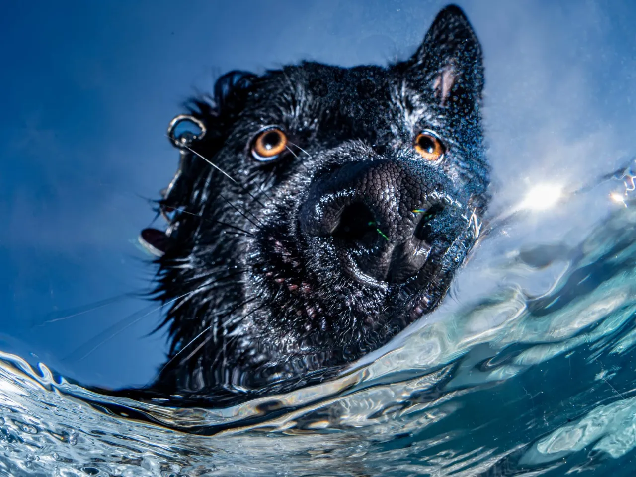 Ein schwarzer Hund taucht mit intensivem Blick durch das Wasser – ein Sinnbild für Fokus, Präsenz und Überwindung von Herausforderungen, wie sie im Resilienz Coaching und Achtsamkeitstraining thematisiert werden.