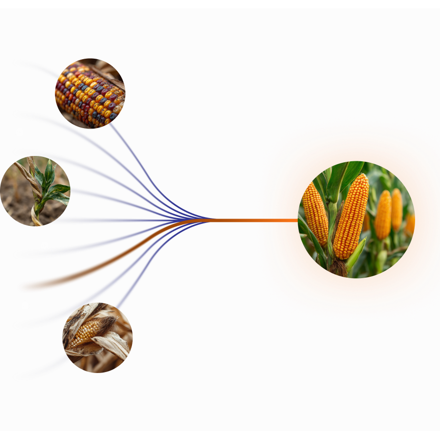 Visual representation of different maize traits flowing into a predictive model, resulting in optimized corn yield.