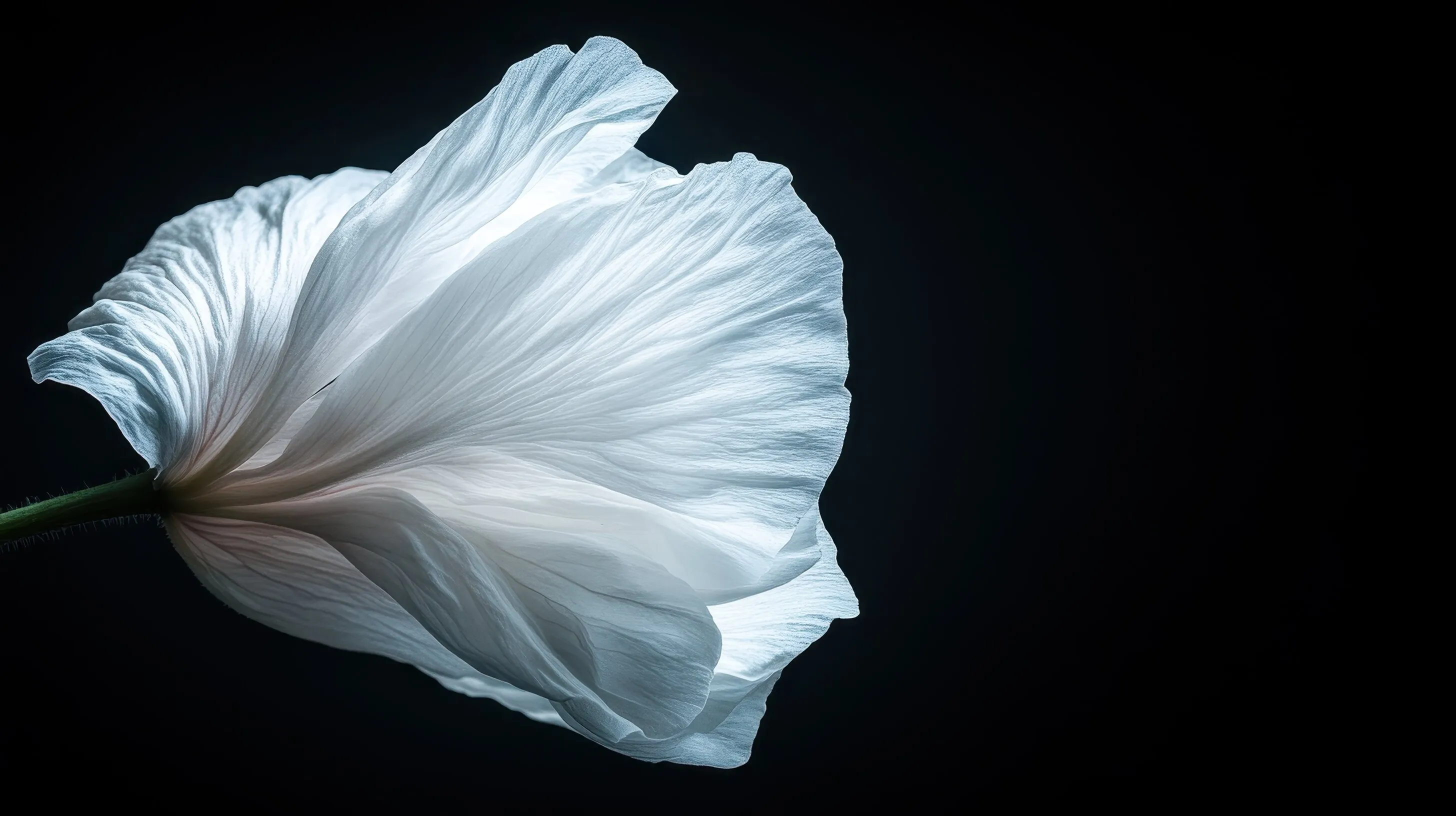 A white flower with a black background.