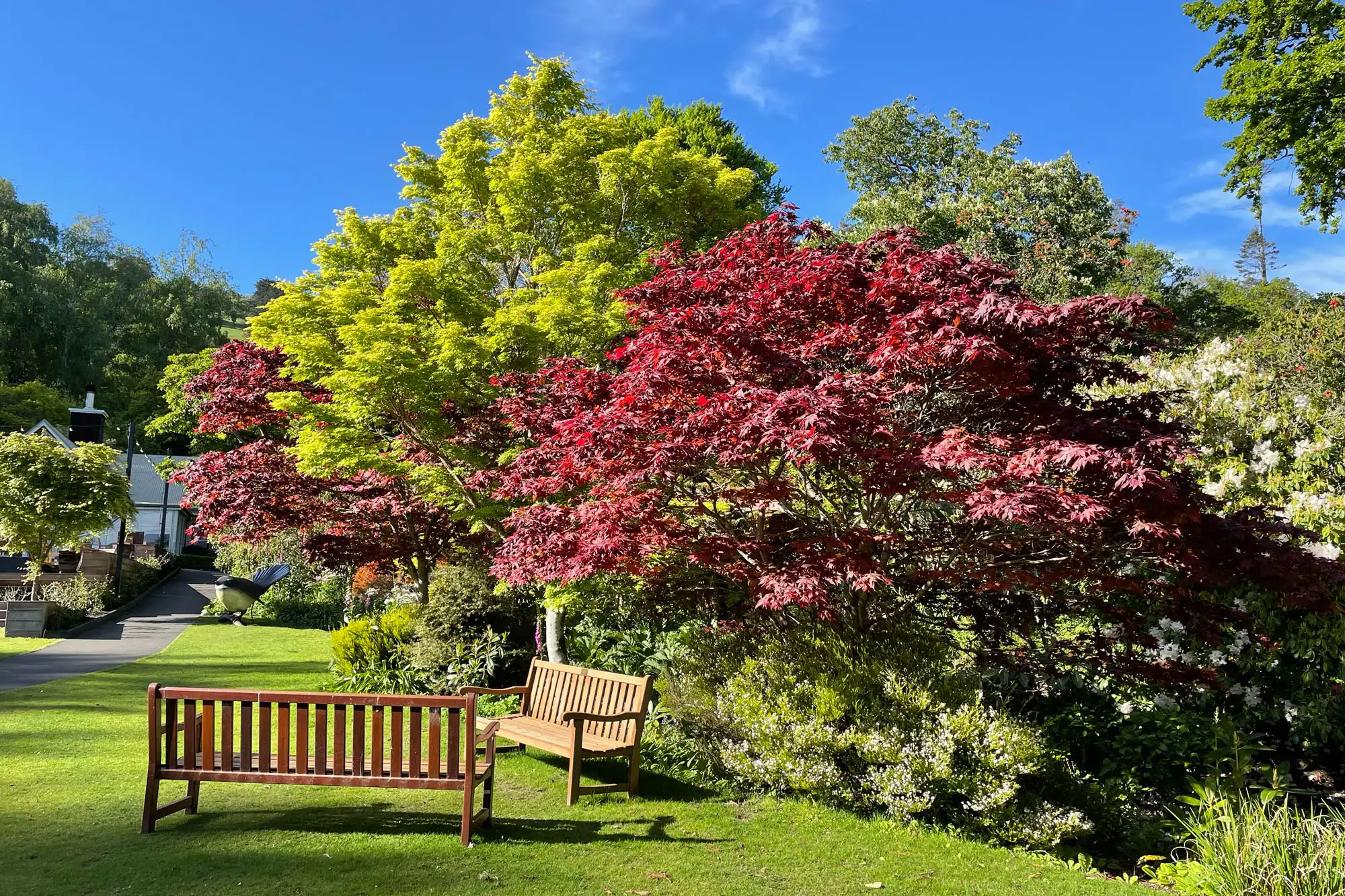 Glenfalloch trees in the sun