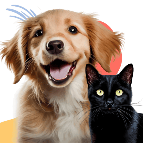 A cat and dog hero photo