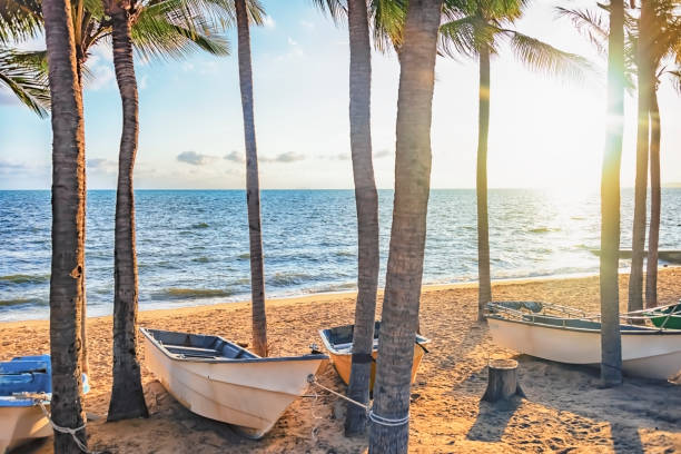 boats laying on the sand by palm trees on the beach