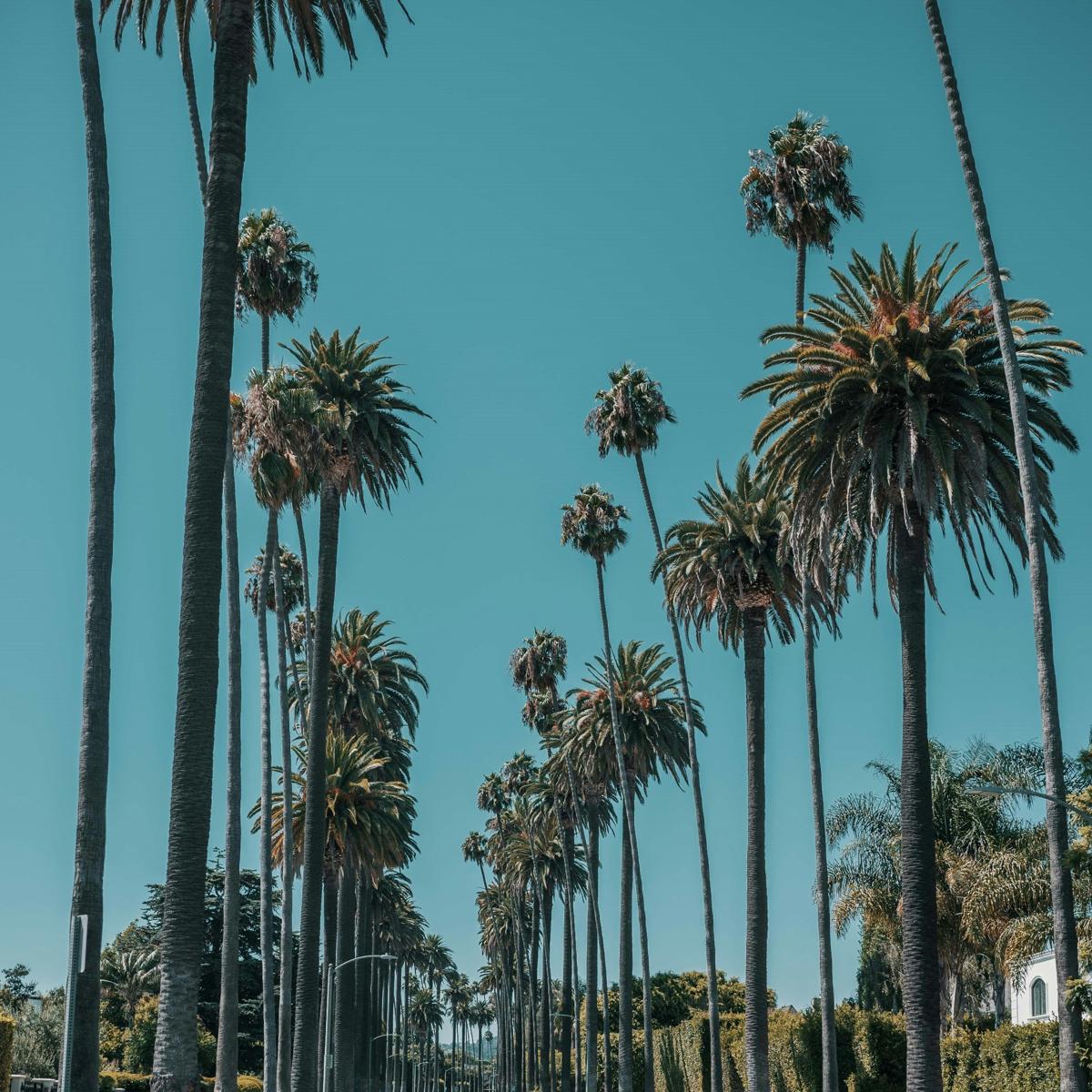 Row of palm trees in West LA