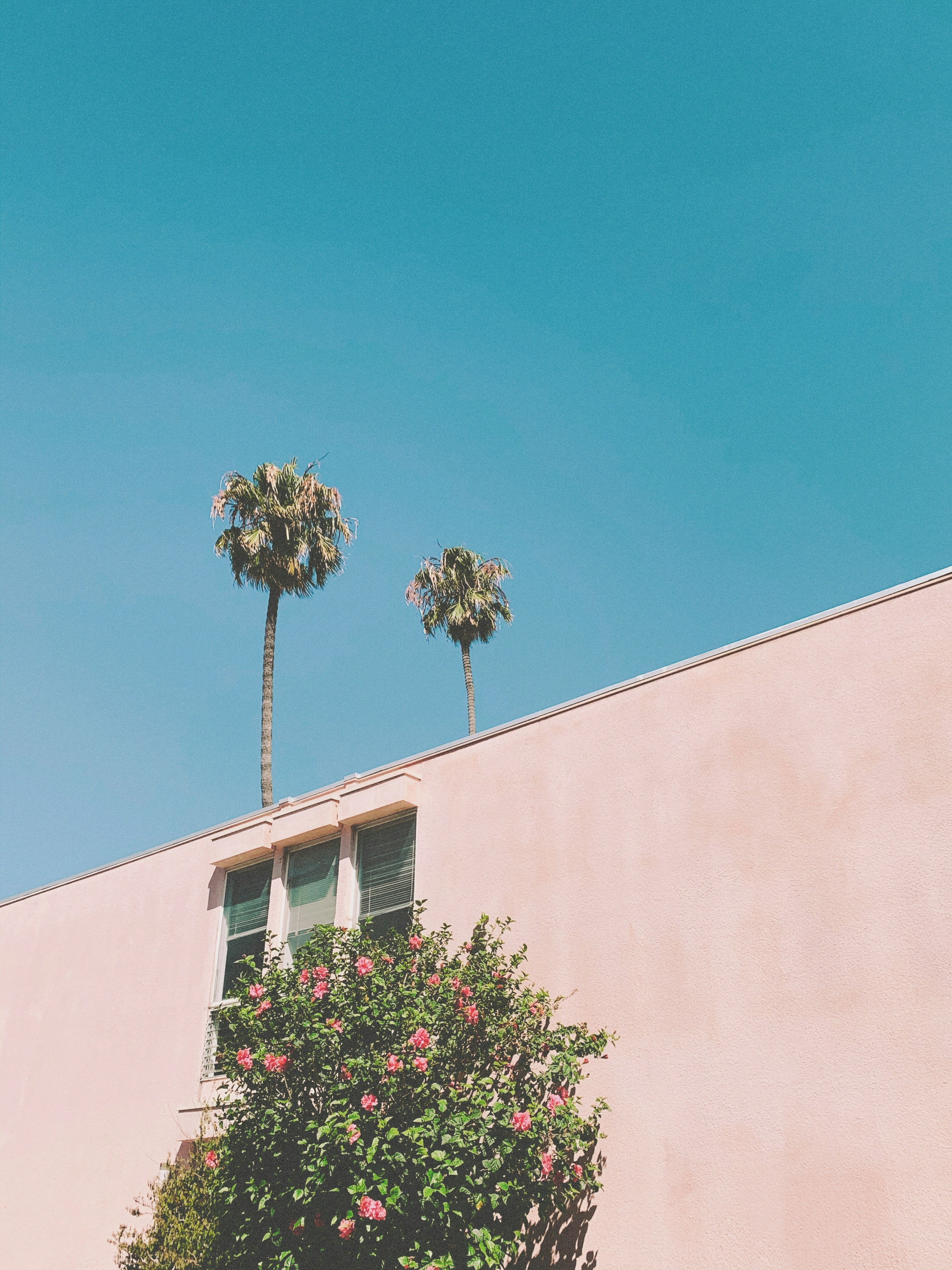 Building facade in West Los Angeles with palm trees in background
