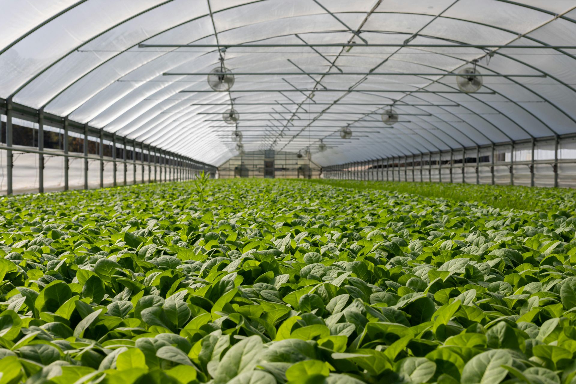 🌱 Why Growing Your Own Food Is One of the Best Things You Can Do for Your Health