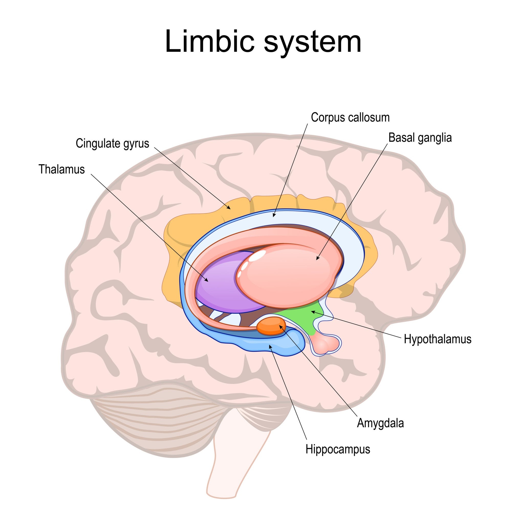 Imagen de the limbic system including the amygdala and hippocampus