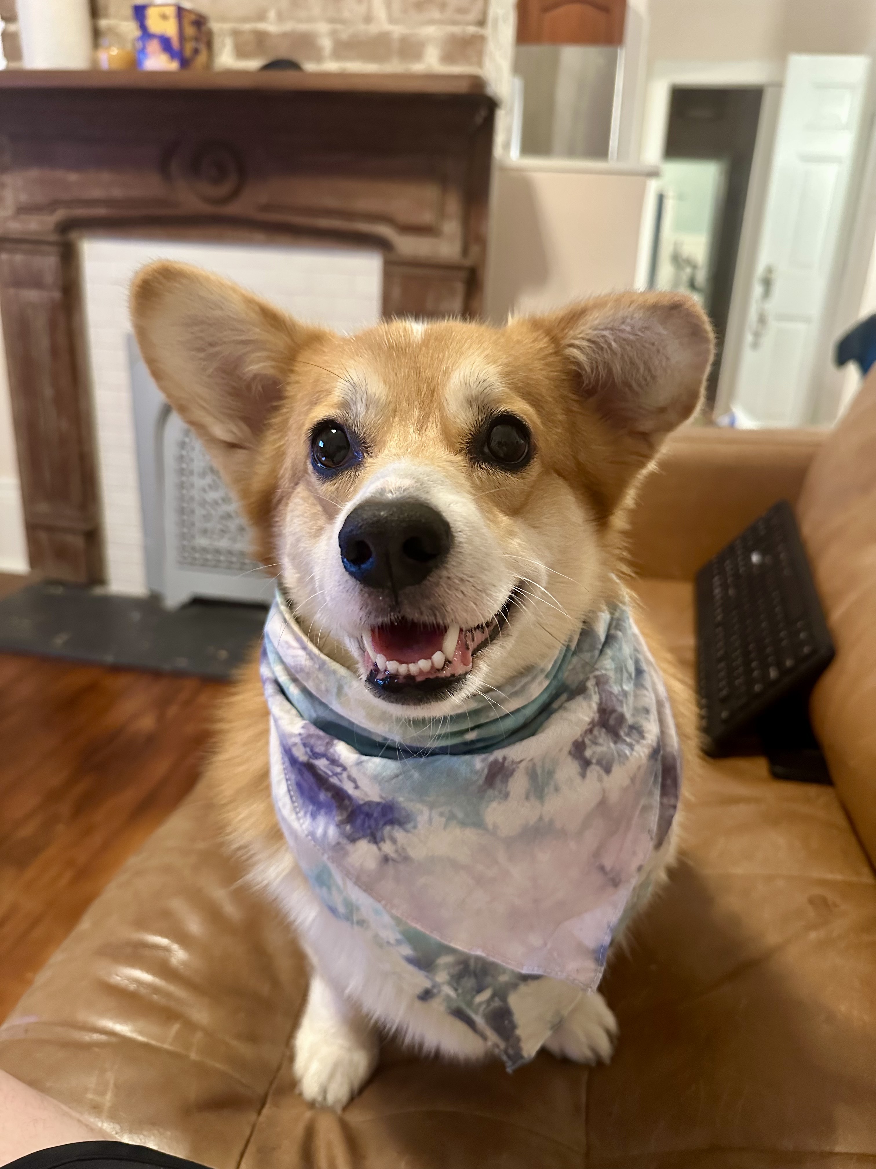 Mari-Alina Timoshchuk and Gretchen the corgi with a tie dye scarf in their home in New Orleans