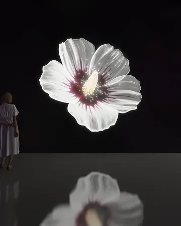 FLOWER HIBISCUS SEED