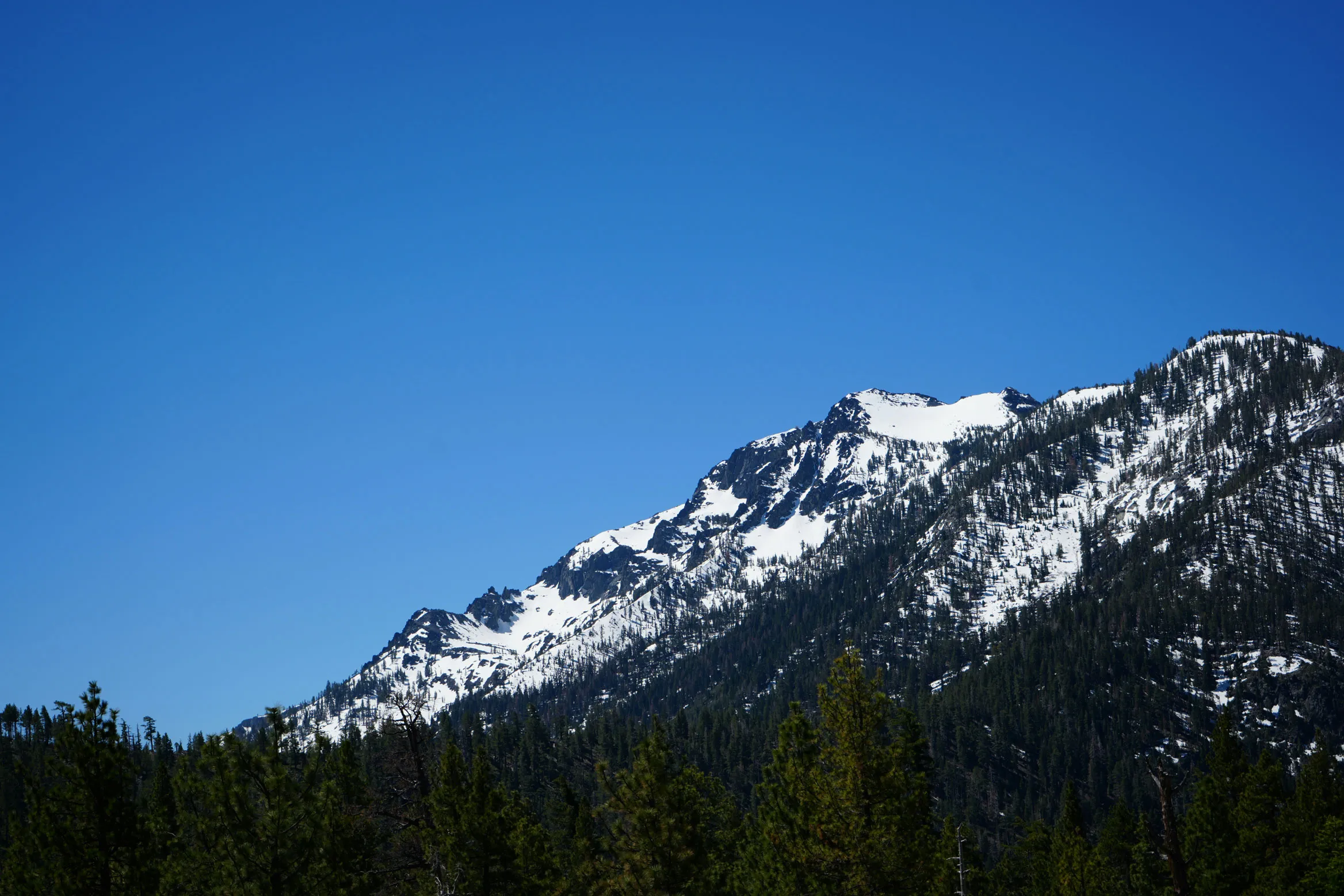 A snow covered mountain with pine trees in the foreground.