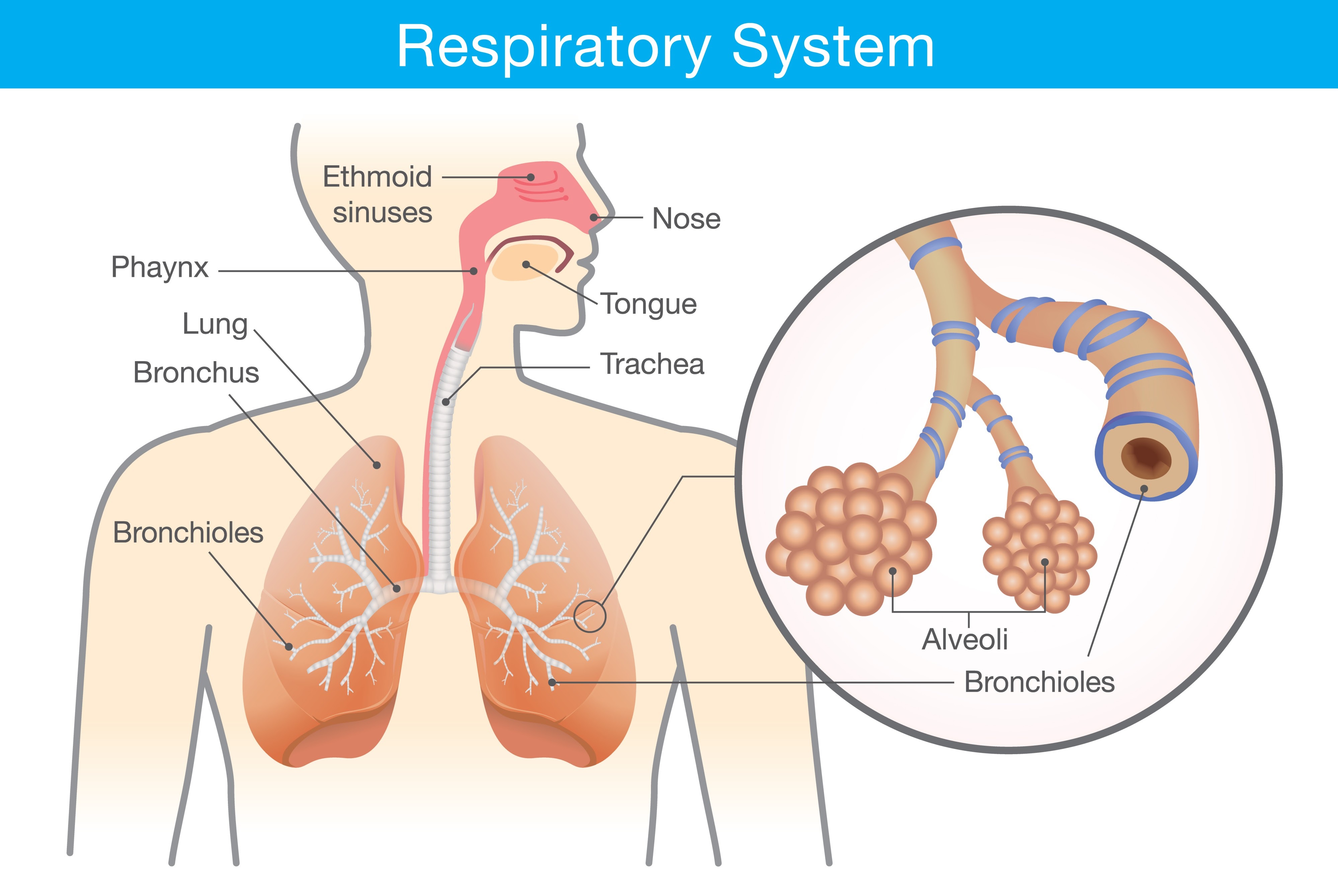 Image of the respiratory system and alveoli