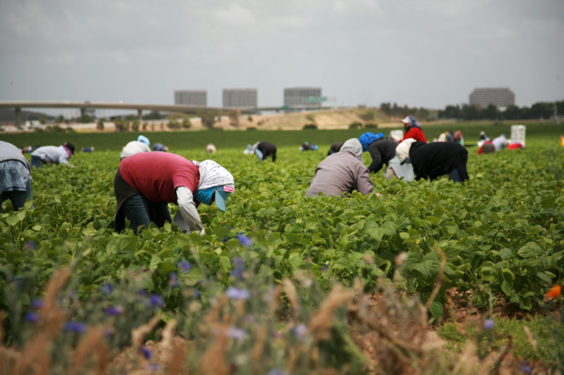 Agricultural Workers