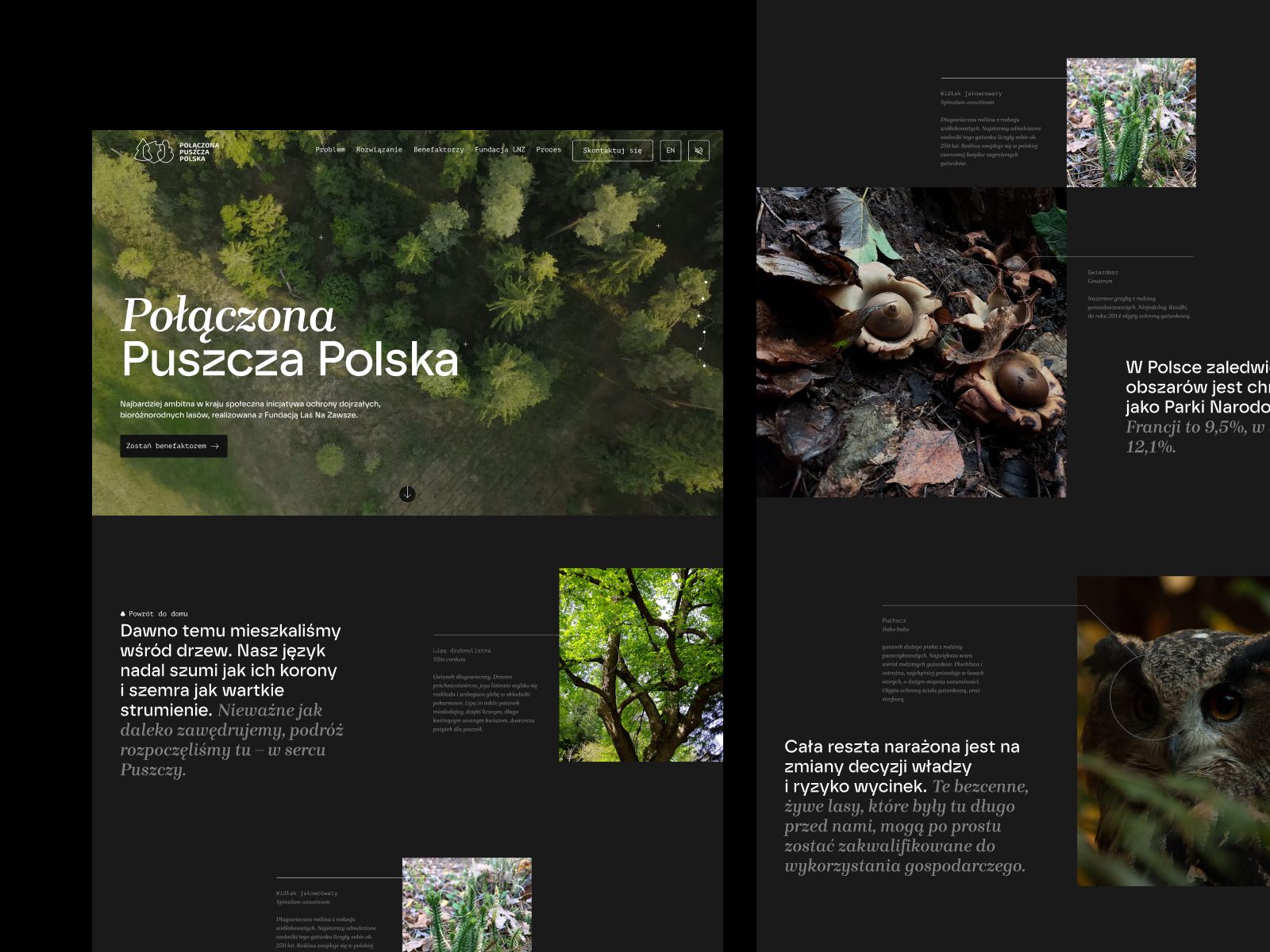 Połączona Puszcza Polska - Secondary Image