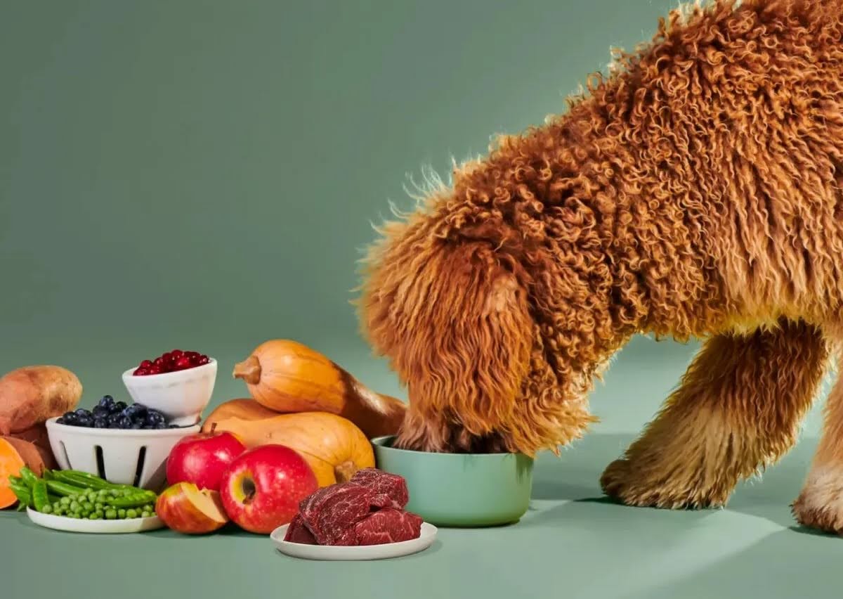 What dog parents wish we knew before getting a puppy