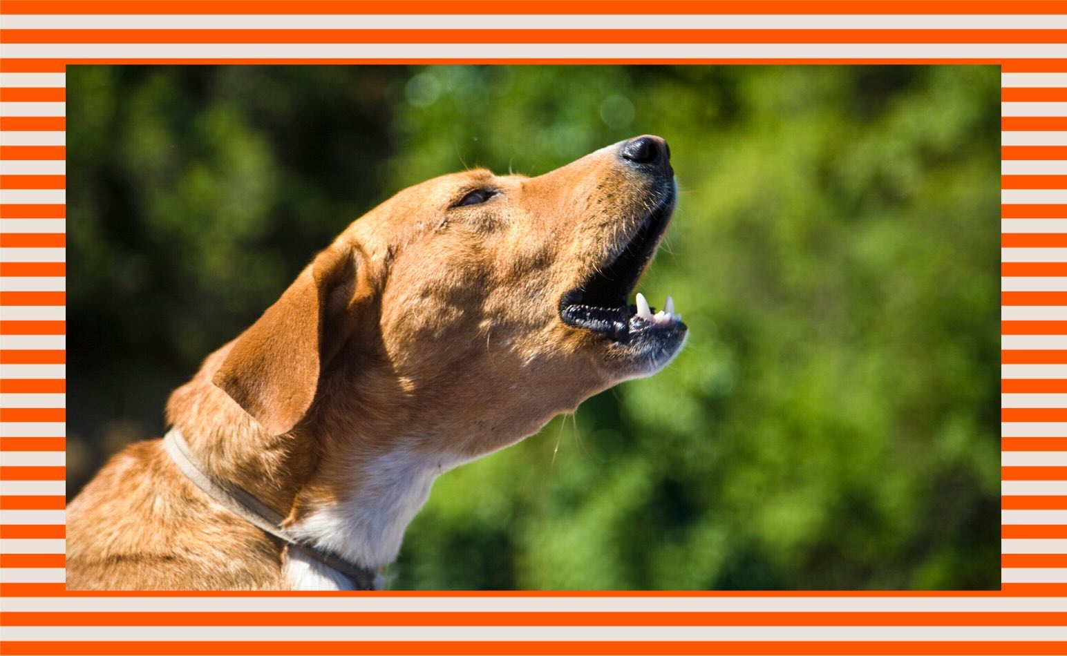 How to stop your dog from barking at everything