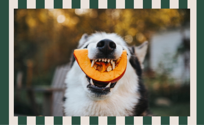 Your Dog’s Autumn Enrichment Checklist