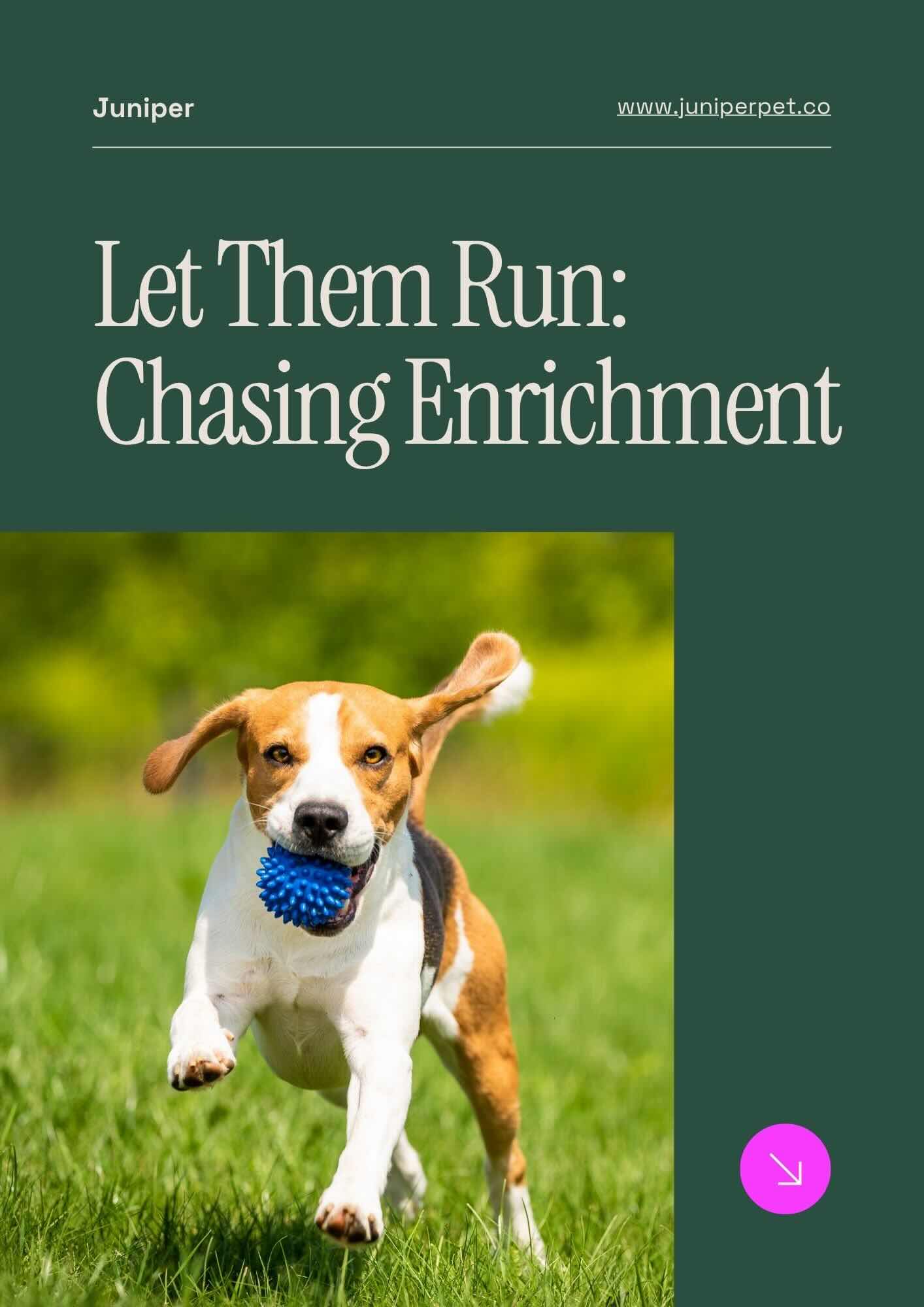Everything to know about encouraging your pup's pursuits.
