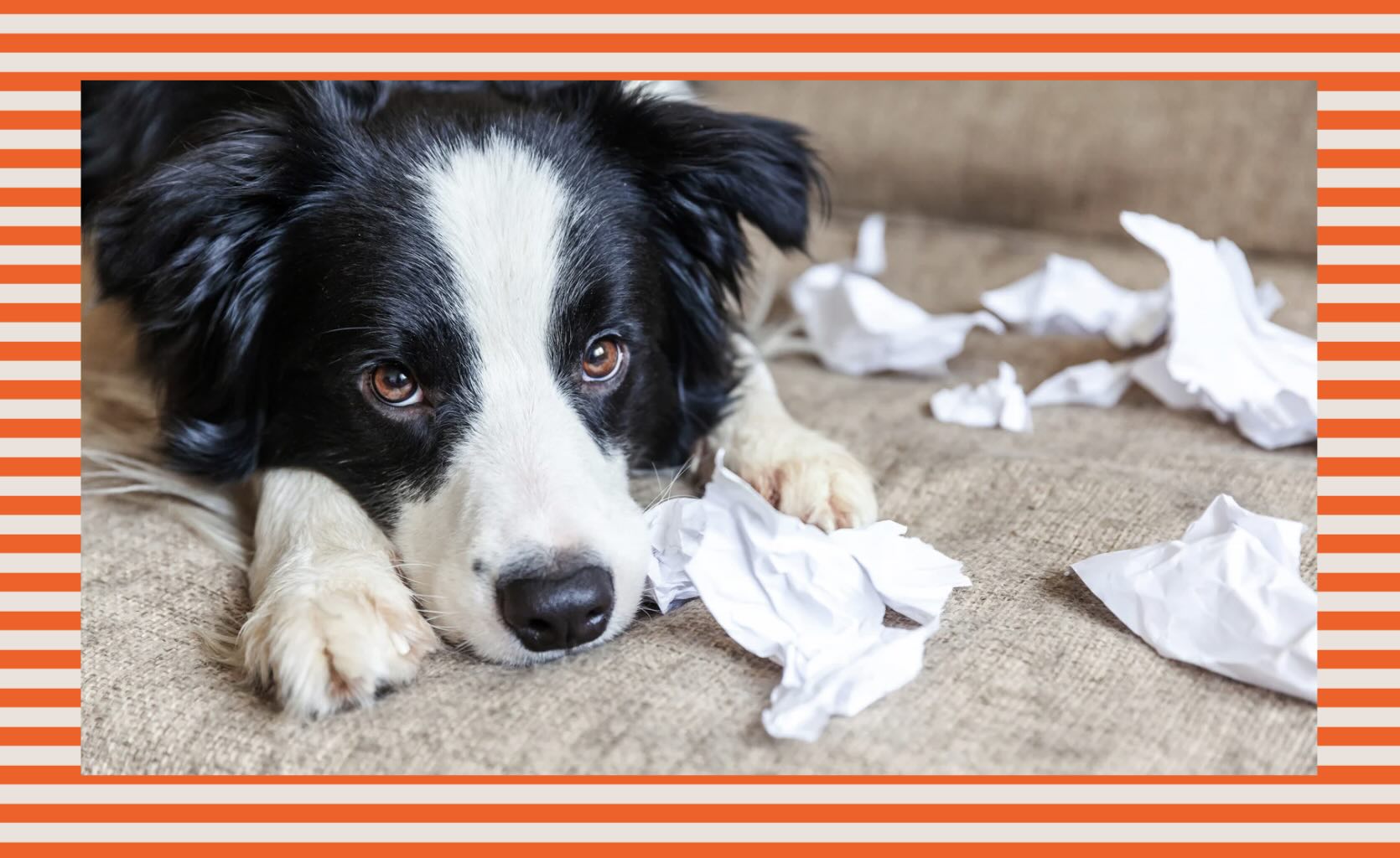 Here's what to try if your dog keeps getting into things they shouldn’t