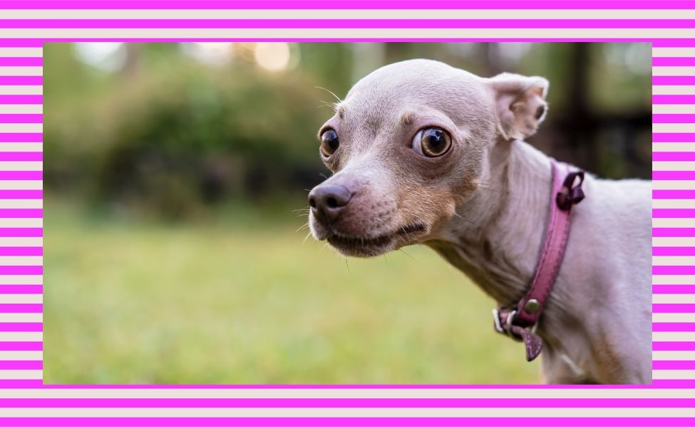 Mythbusters: Will dogs move away if they feel uncomfortable?