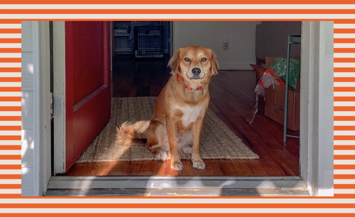 Here's what to try if your dog struggles with guests in your home