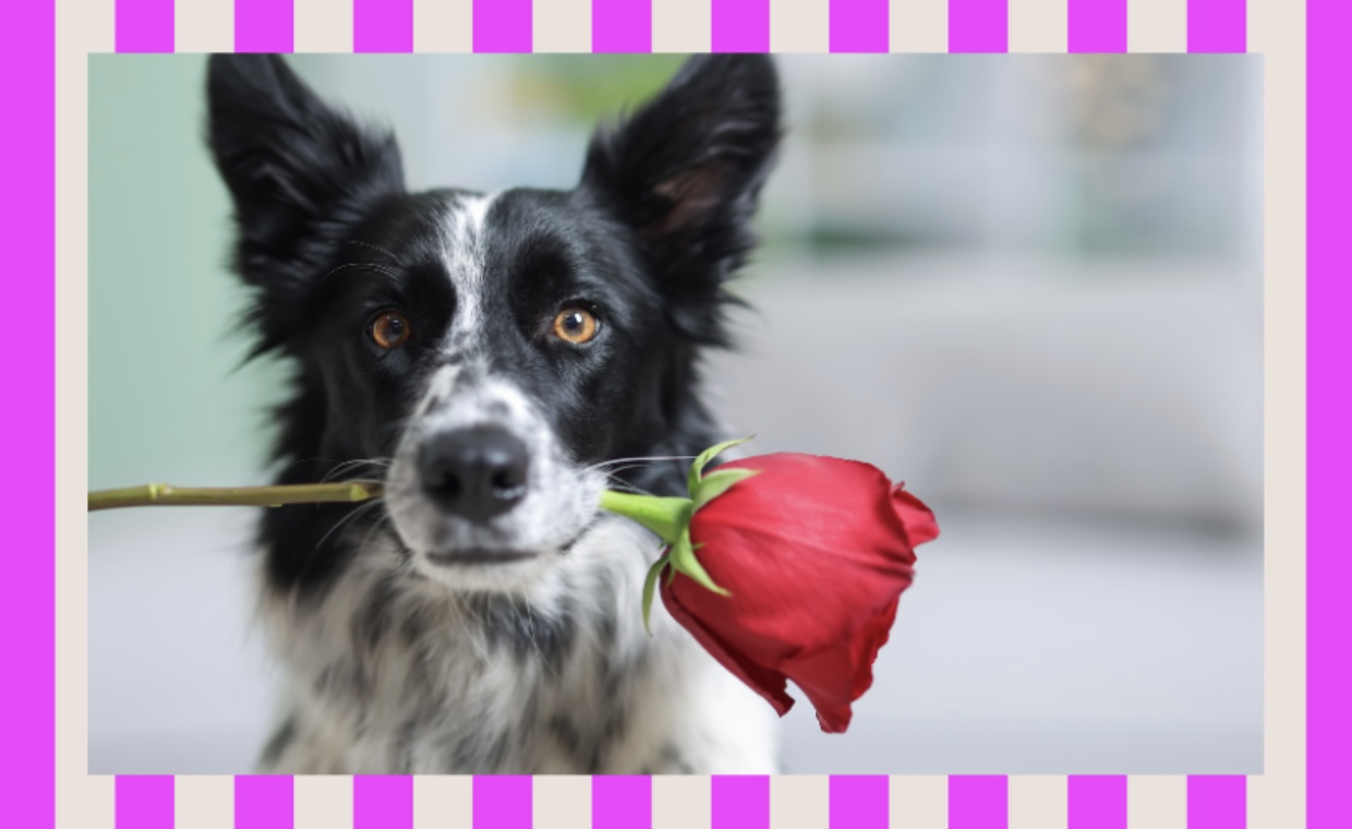 Dog-friendly Valentine’s Day celebration ideas