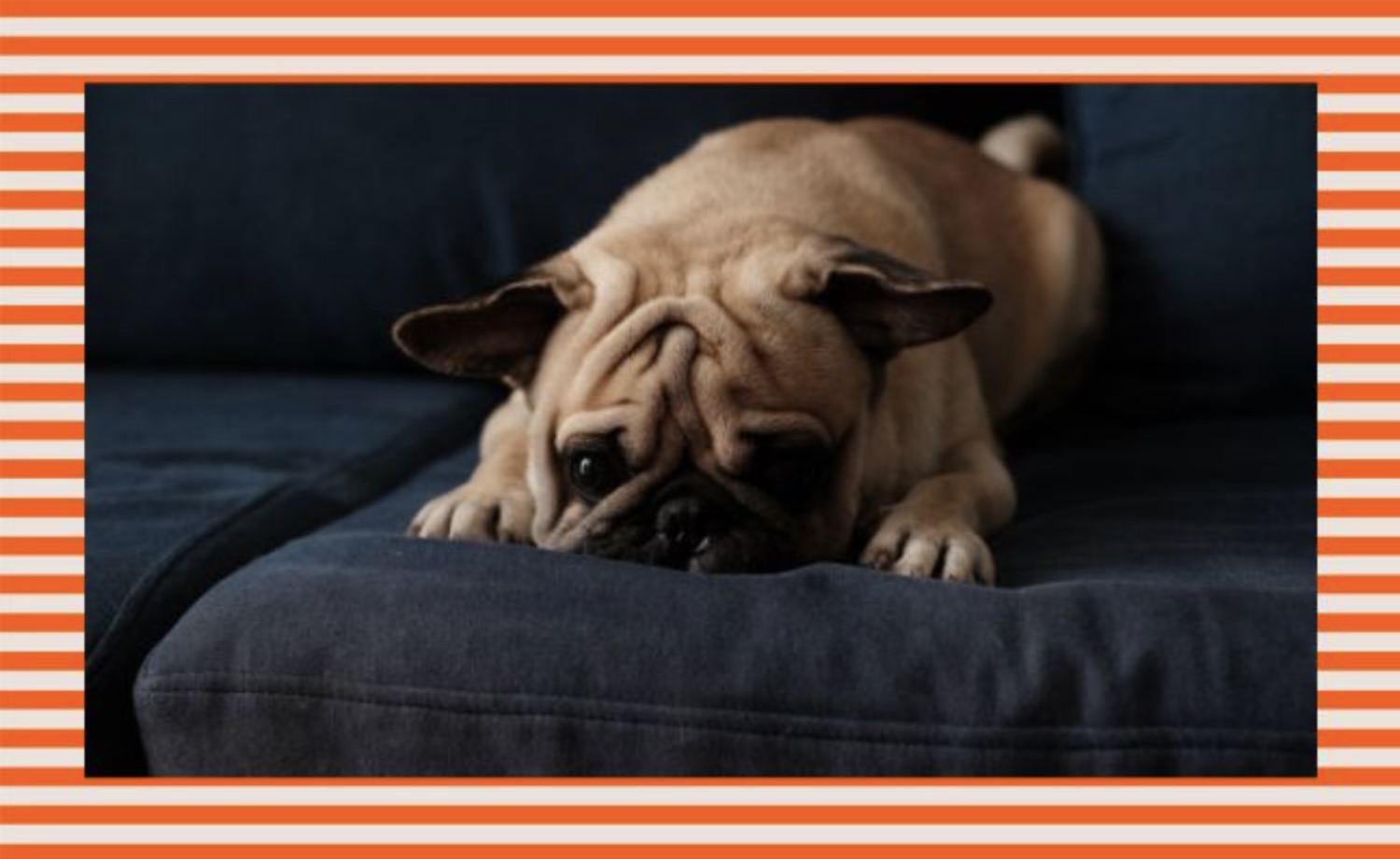 If your dog’s behavior changes suddenly, here’s what to do