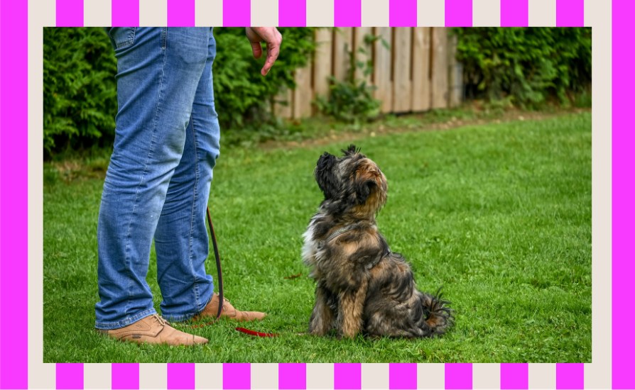 Should you make your dog sit and wait for things they want?