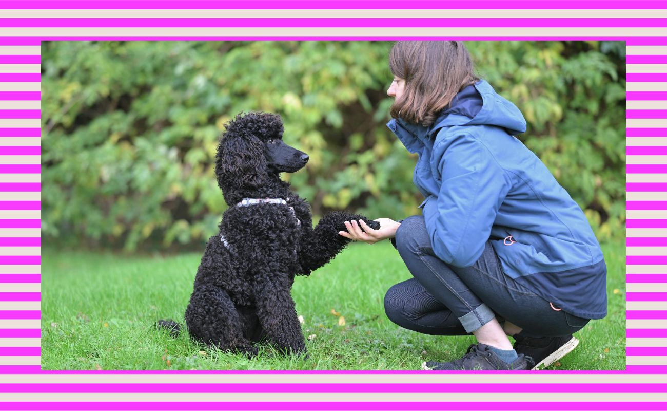 Should you take a group dog training class? Pros and cons